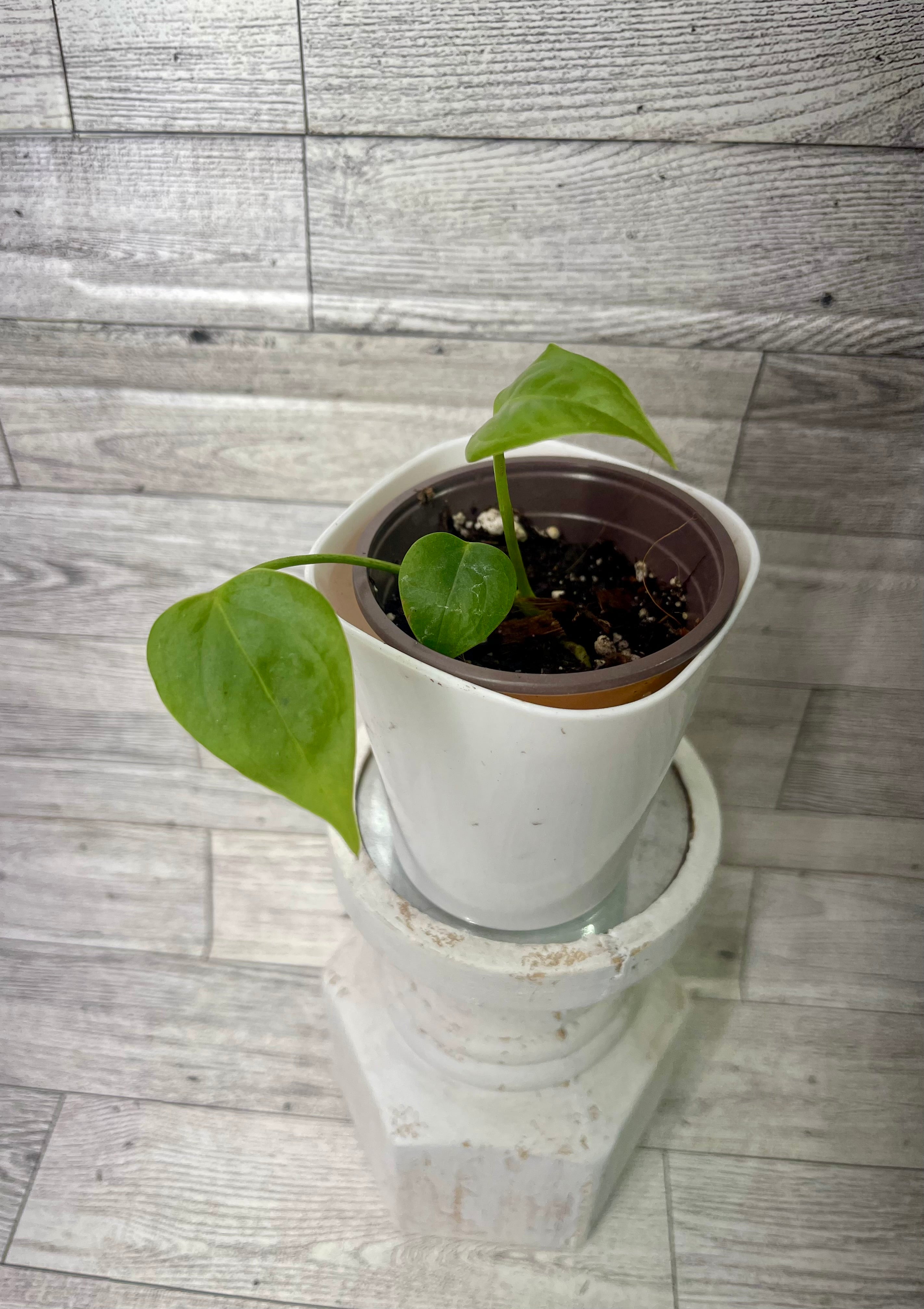the sill anthurium Anthurium Veitchii starter plant – Squirrelly Foliage