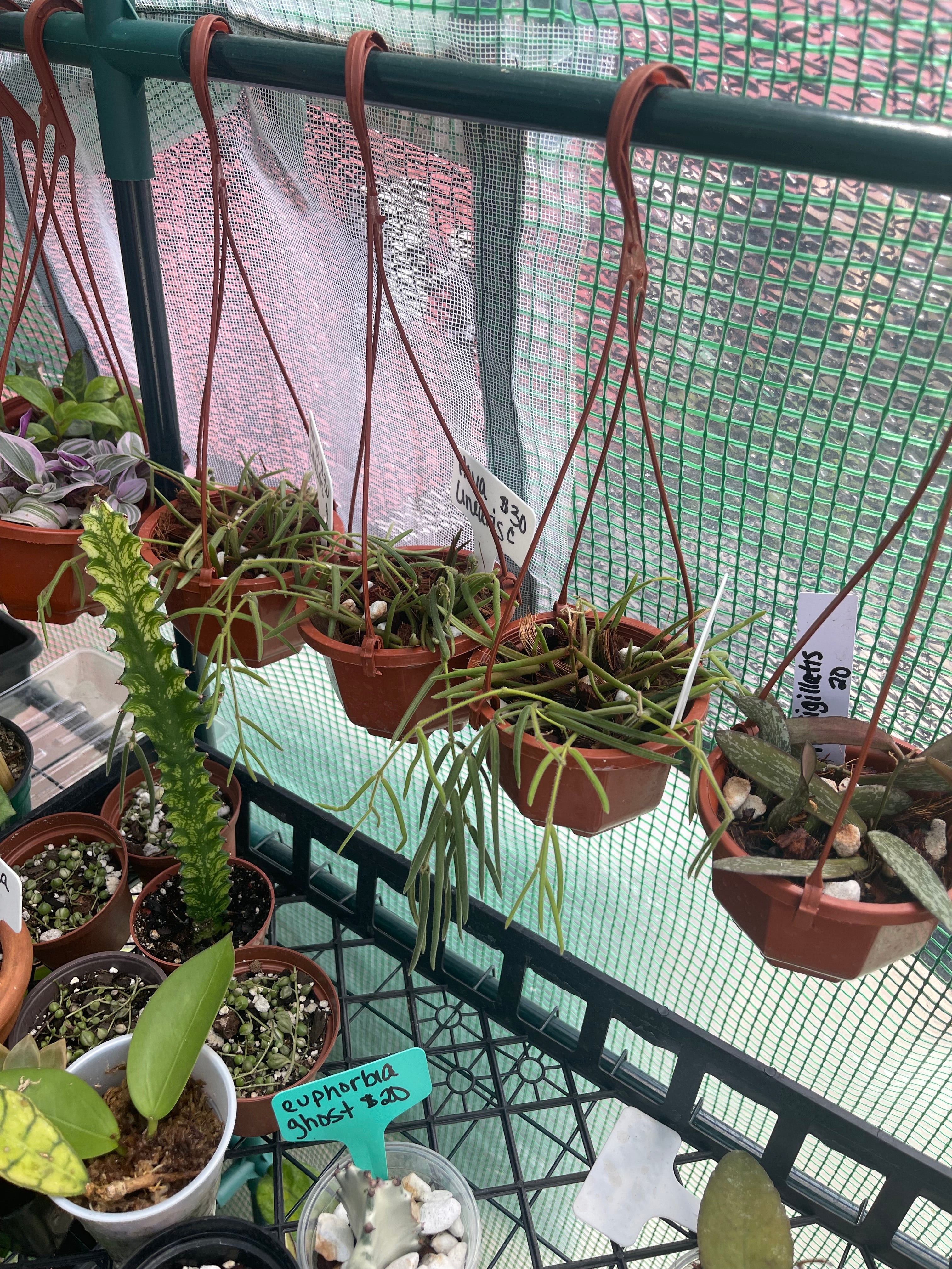 Greenhouse