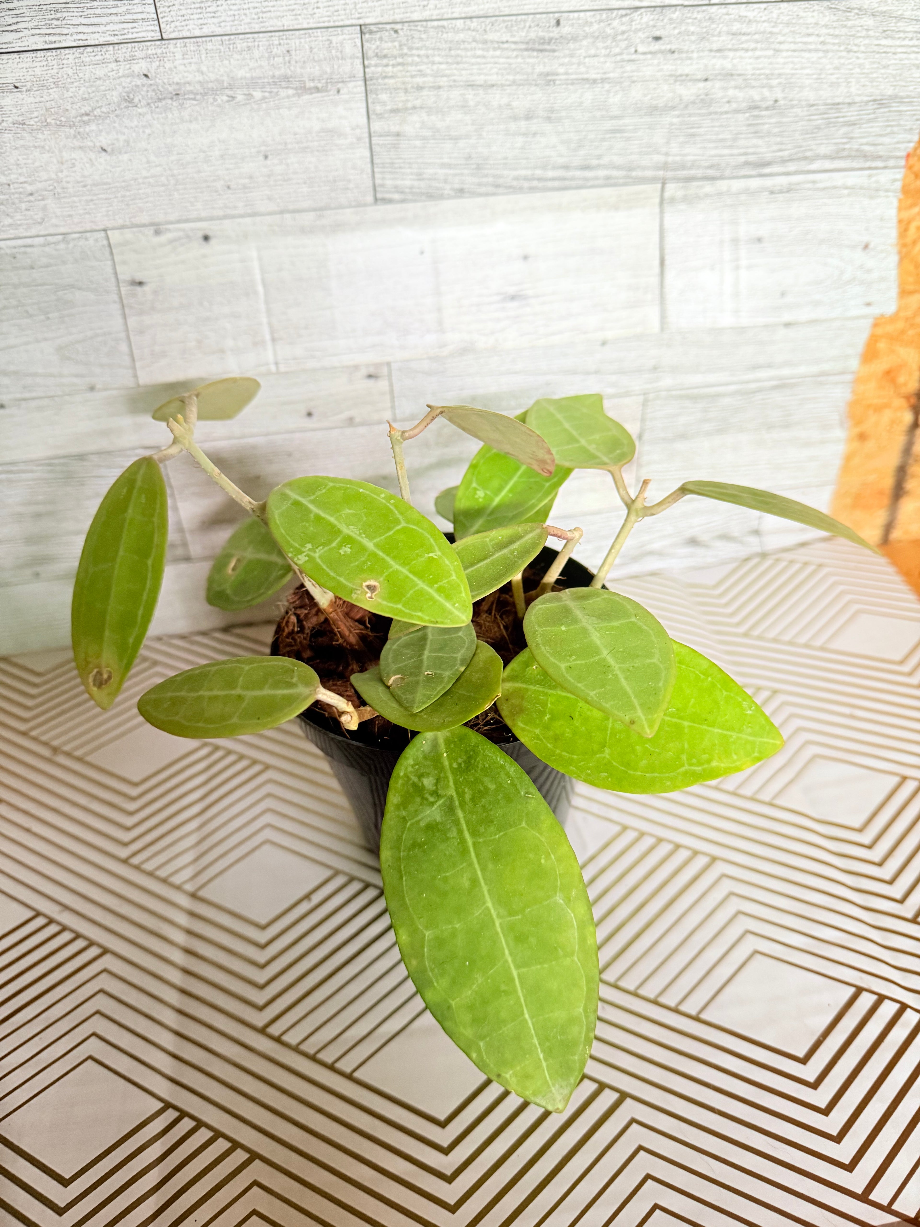 Hoya Elliptica