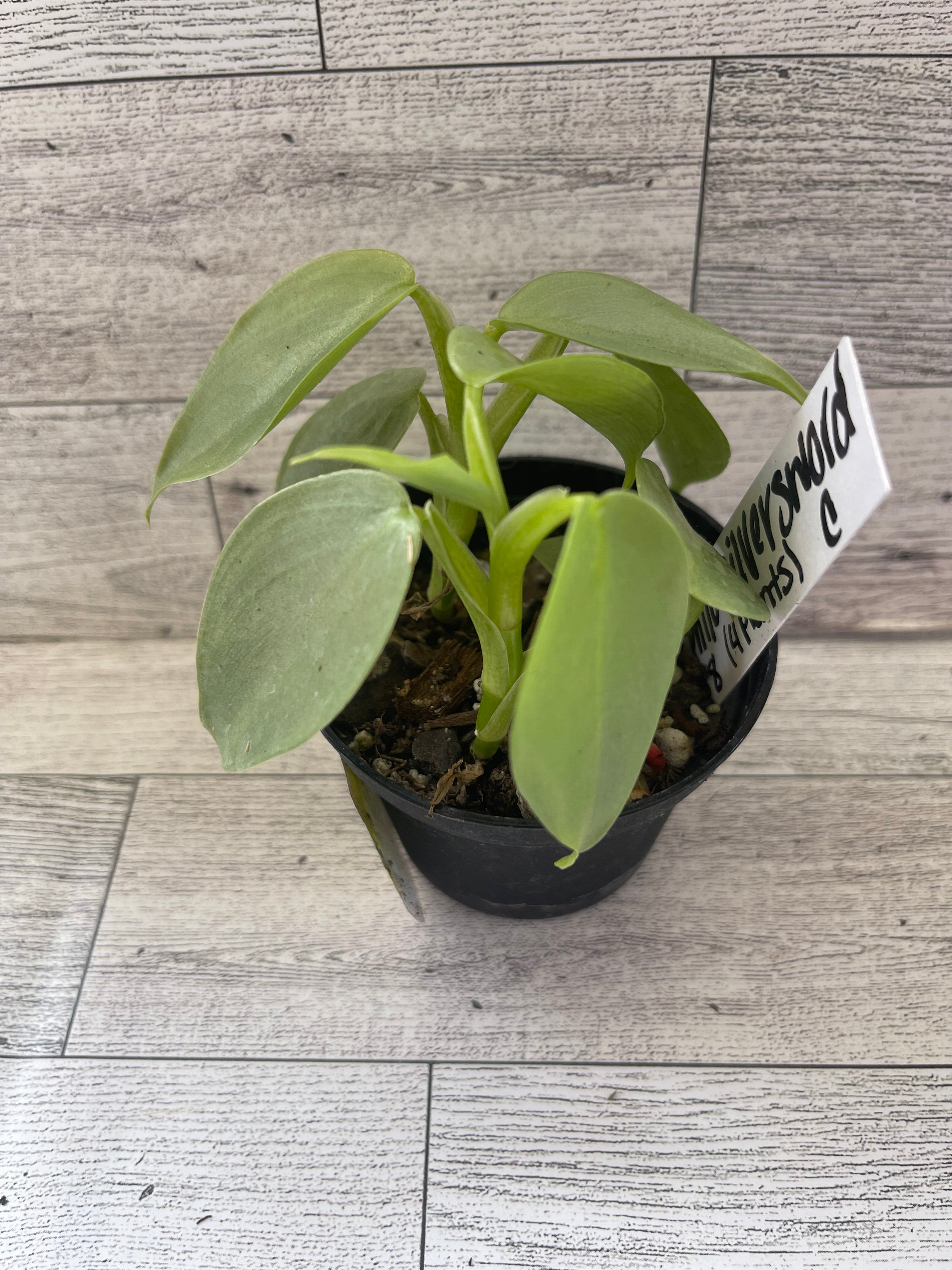 Philodendron silverword