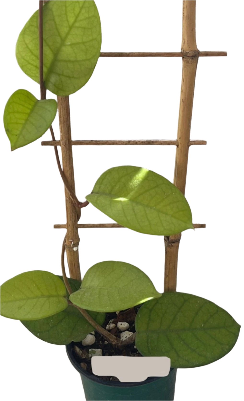 Hoya fungii