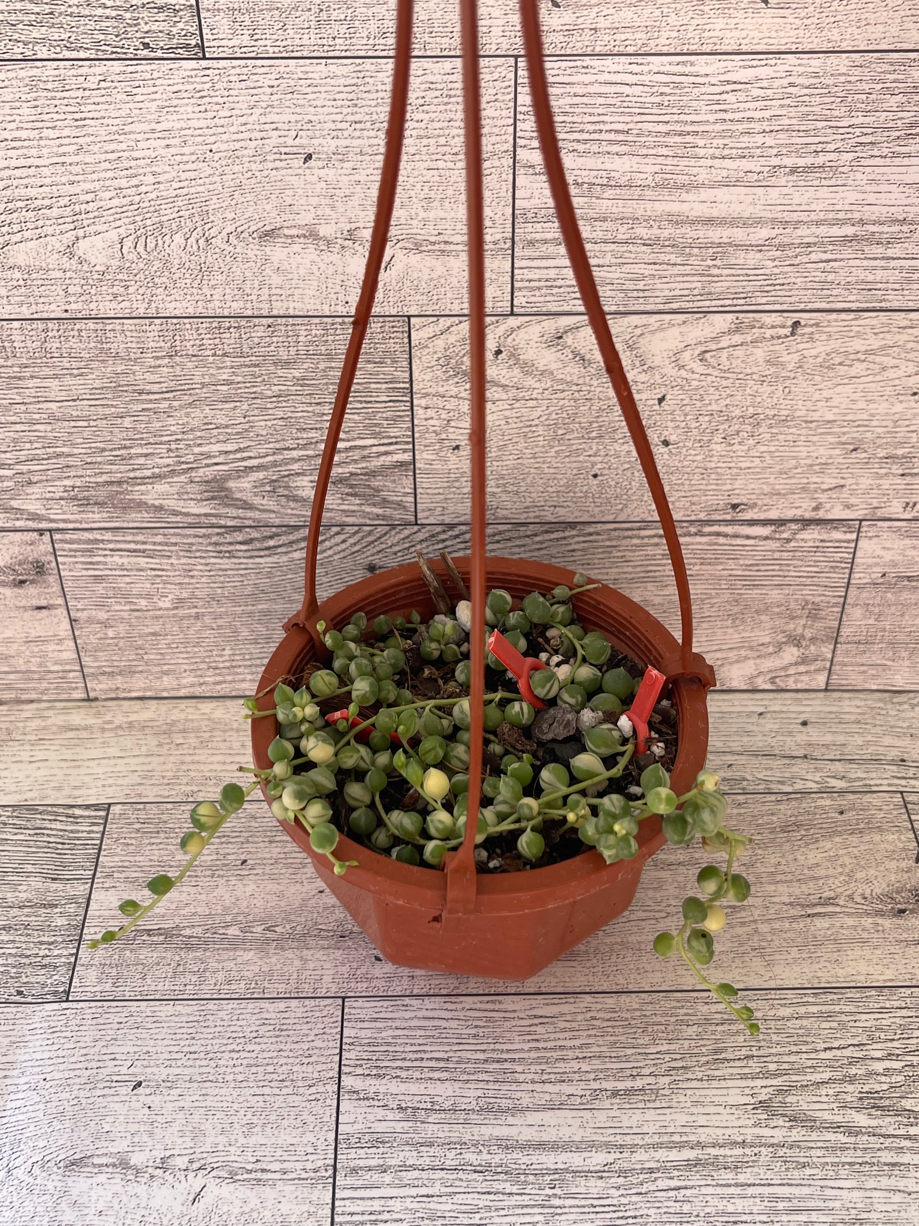 Variegated string of pearls