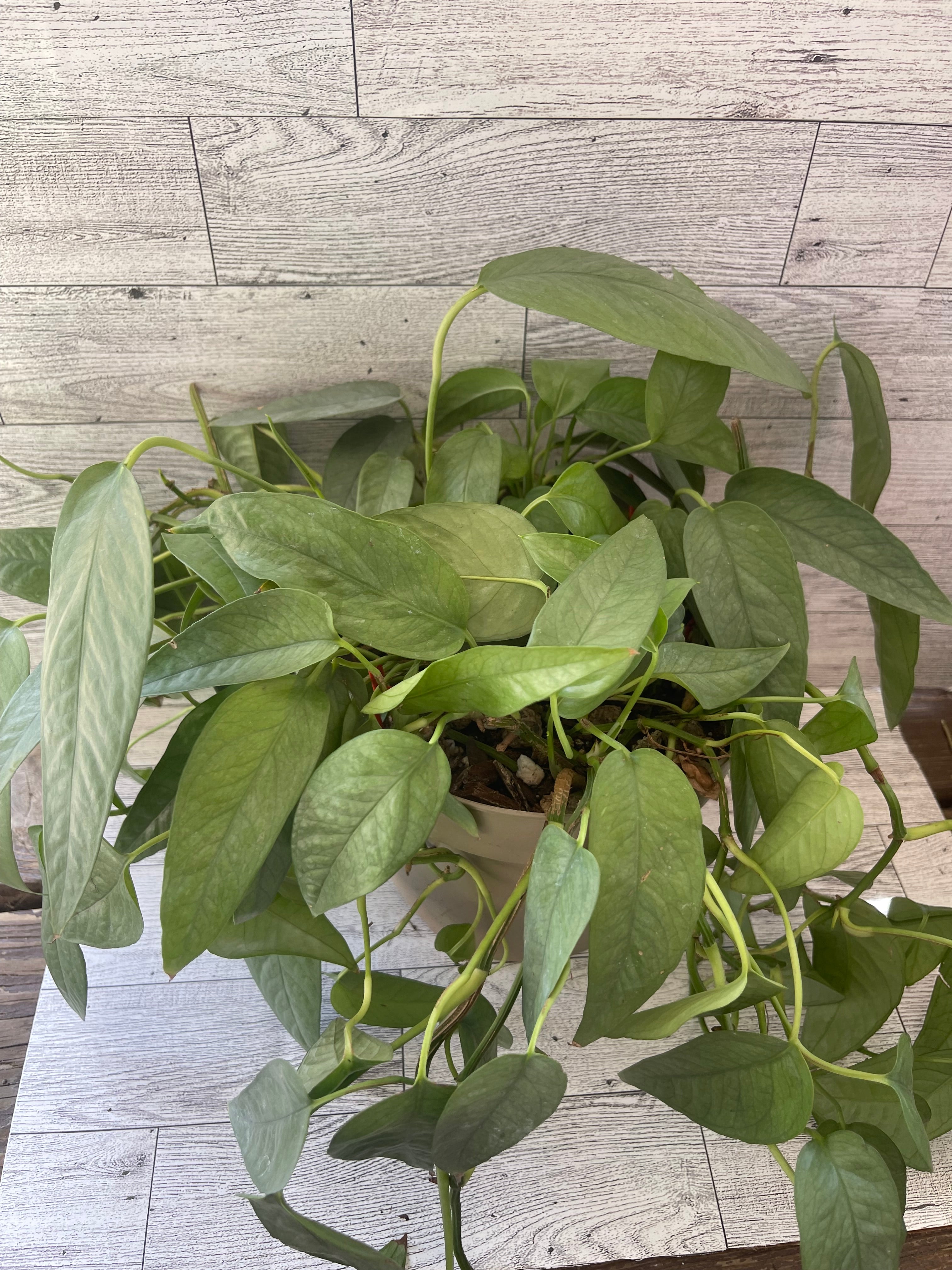Cebu blue pothos