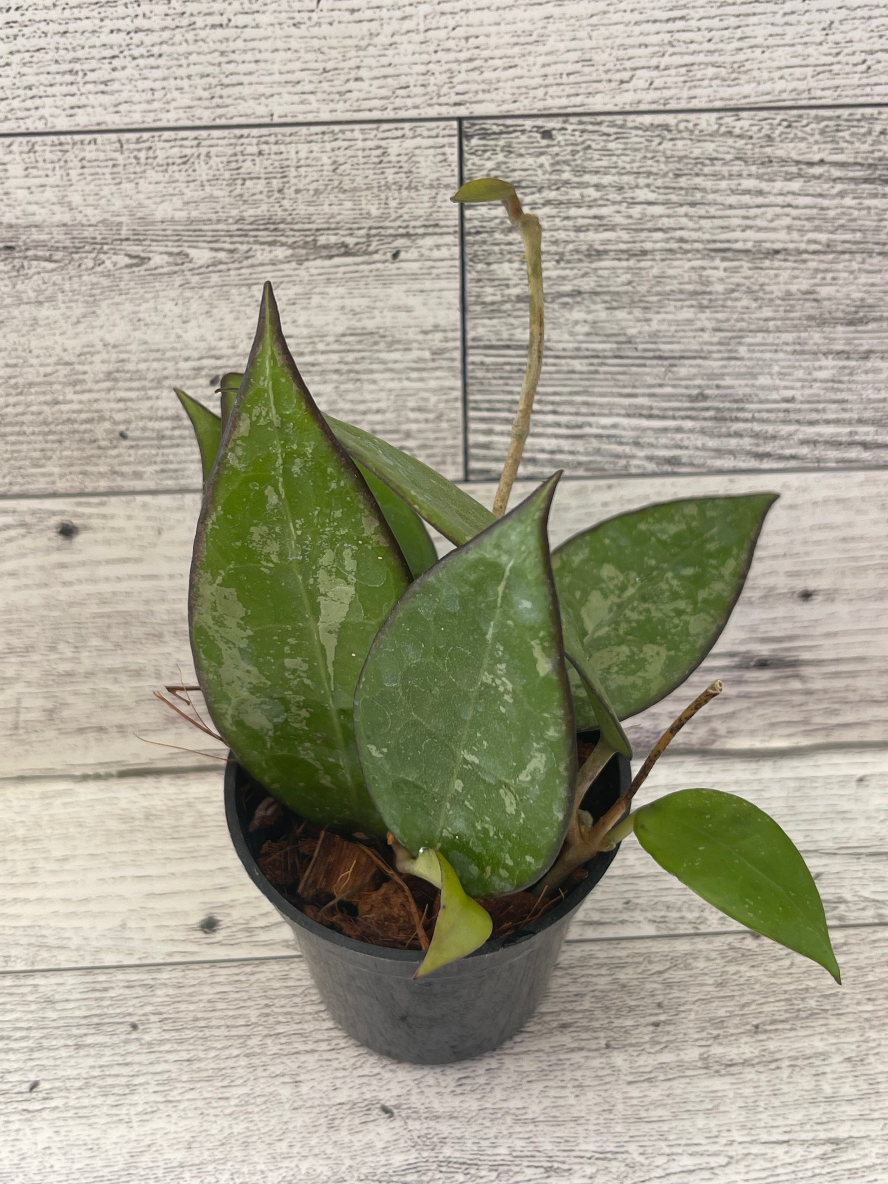 Hoya Parasitica Black Margin