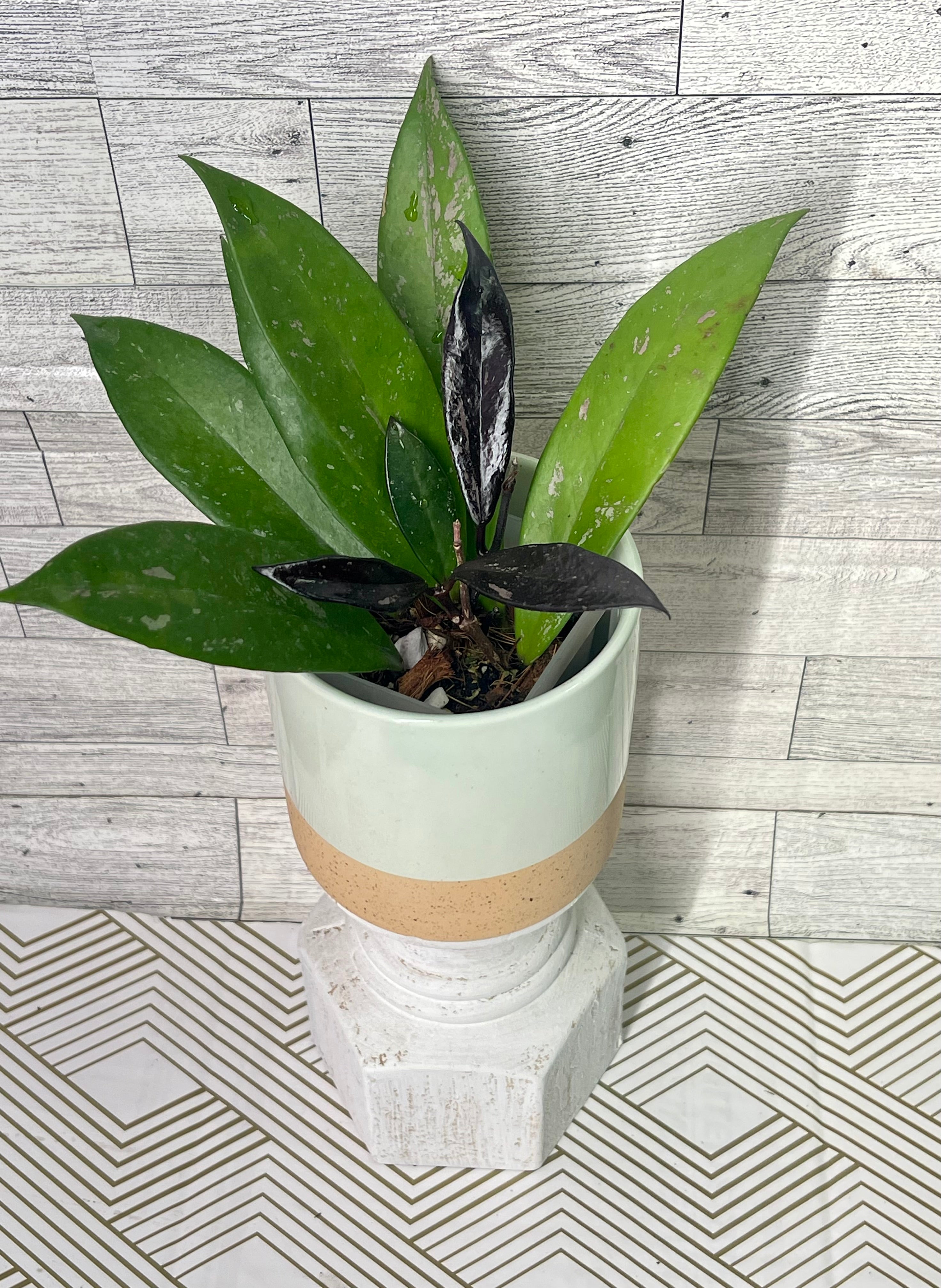 Hoya pubicalyx