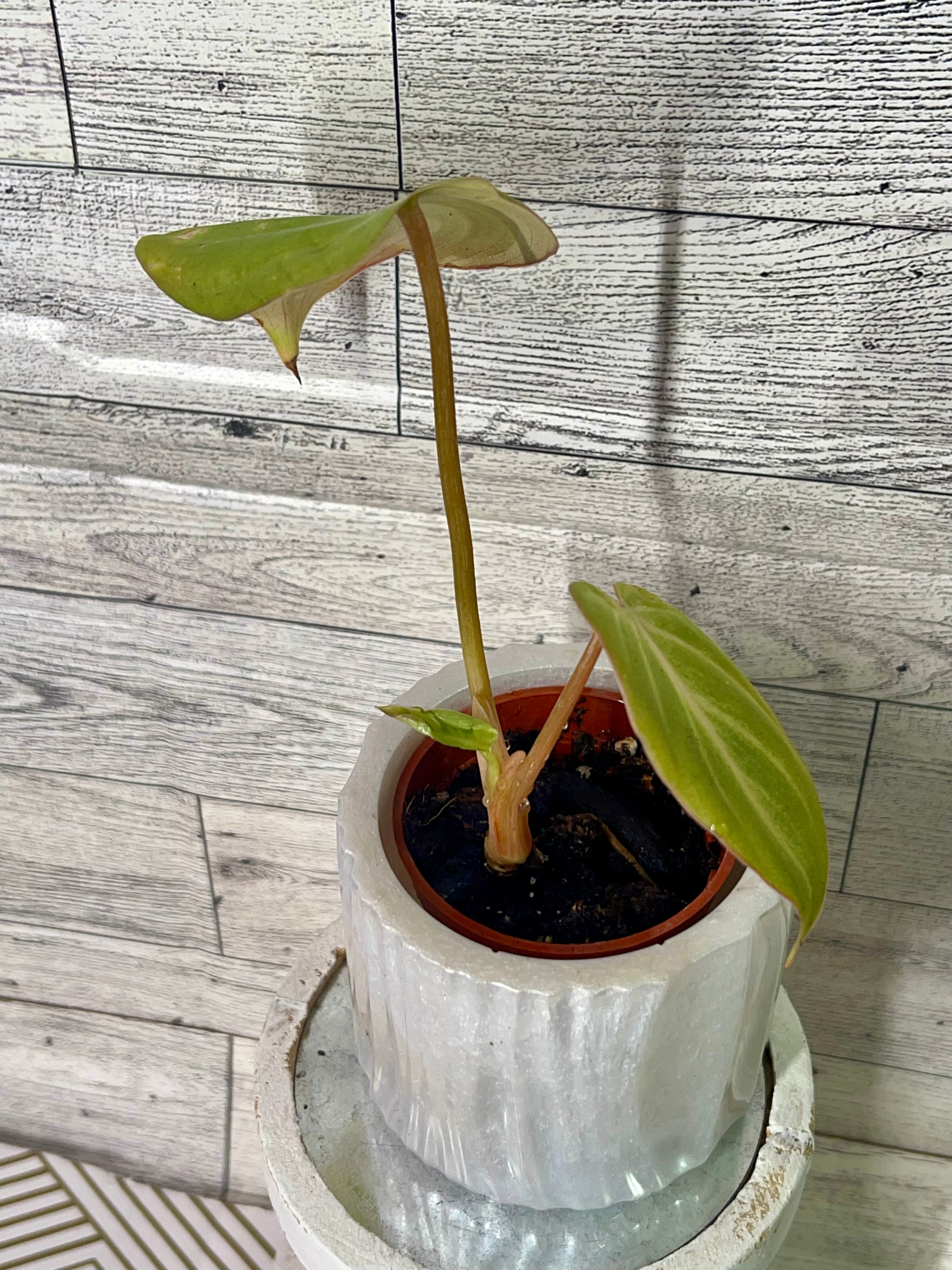 Philodendron Gloriousum