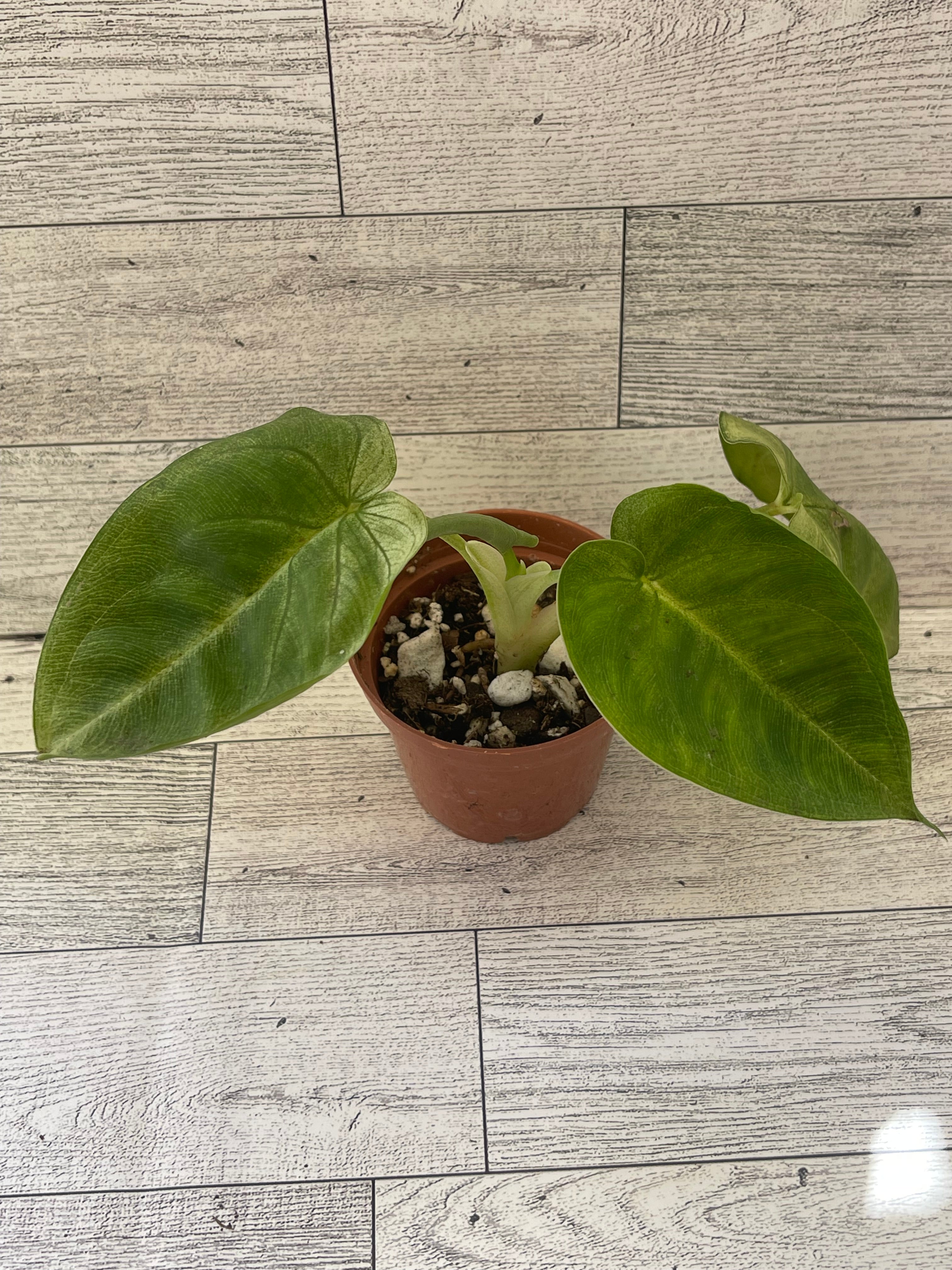 Syngonium frosted heart