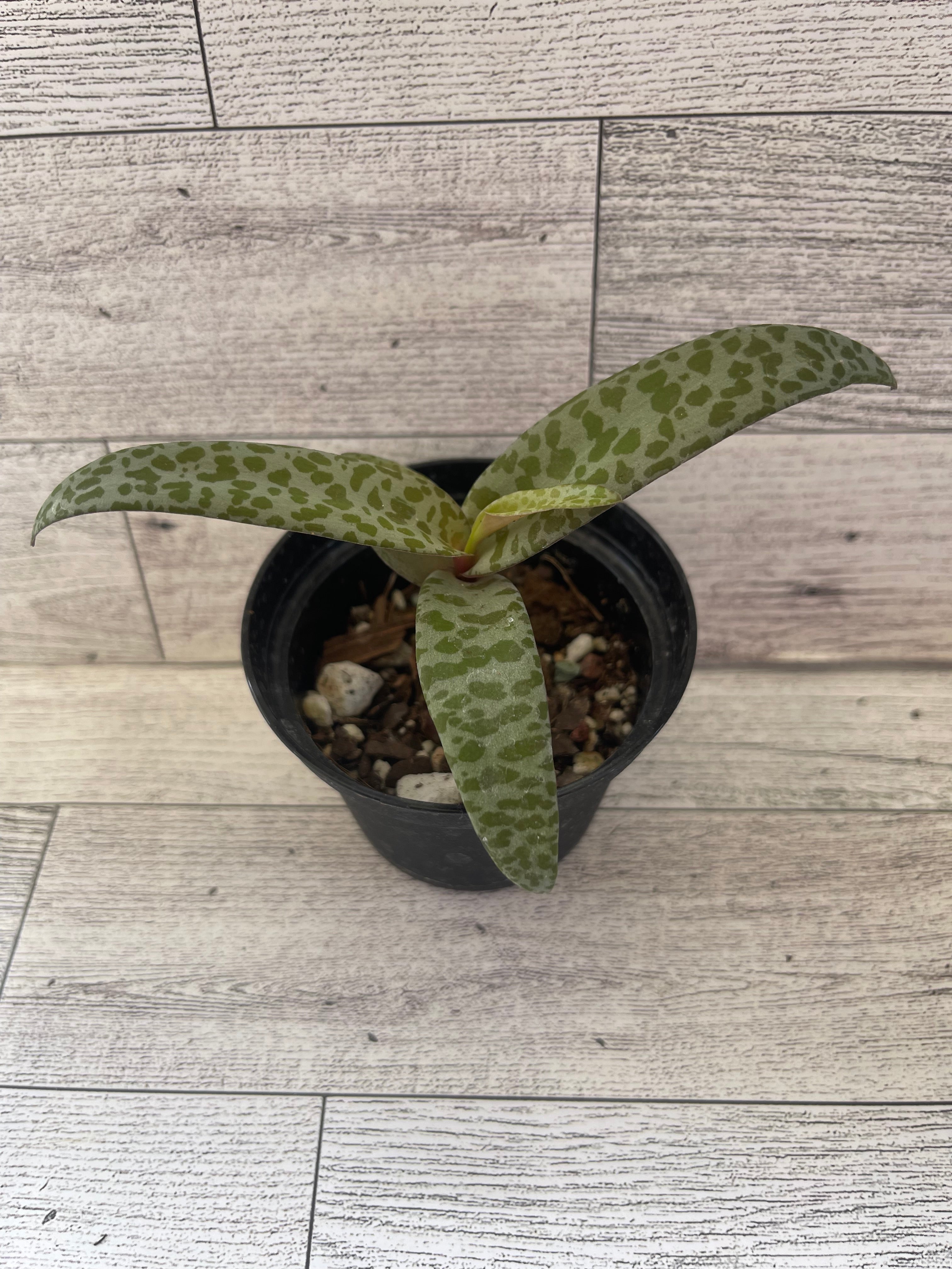 Silver Squill | Ledebouria Socialis | Leopard Lily