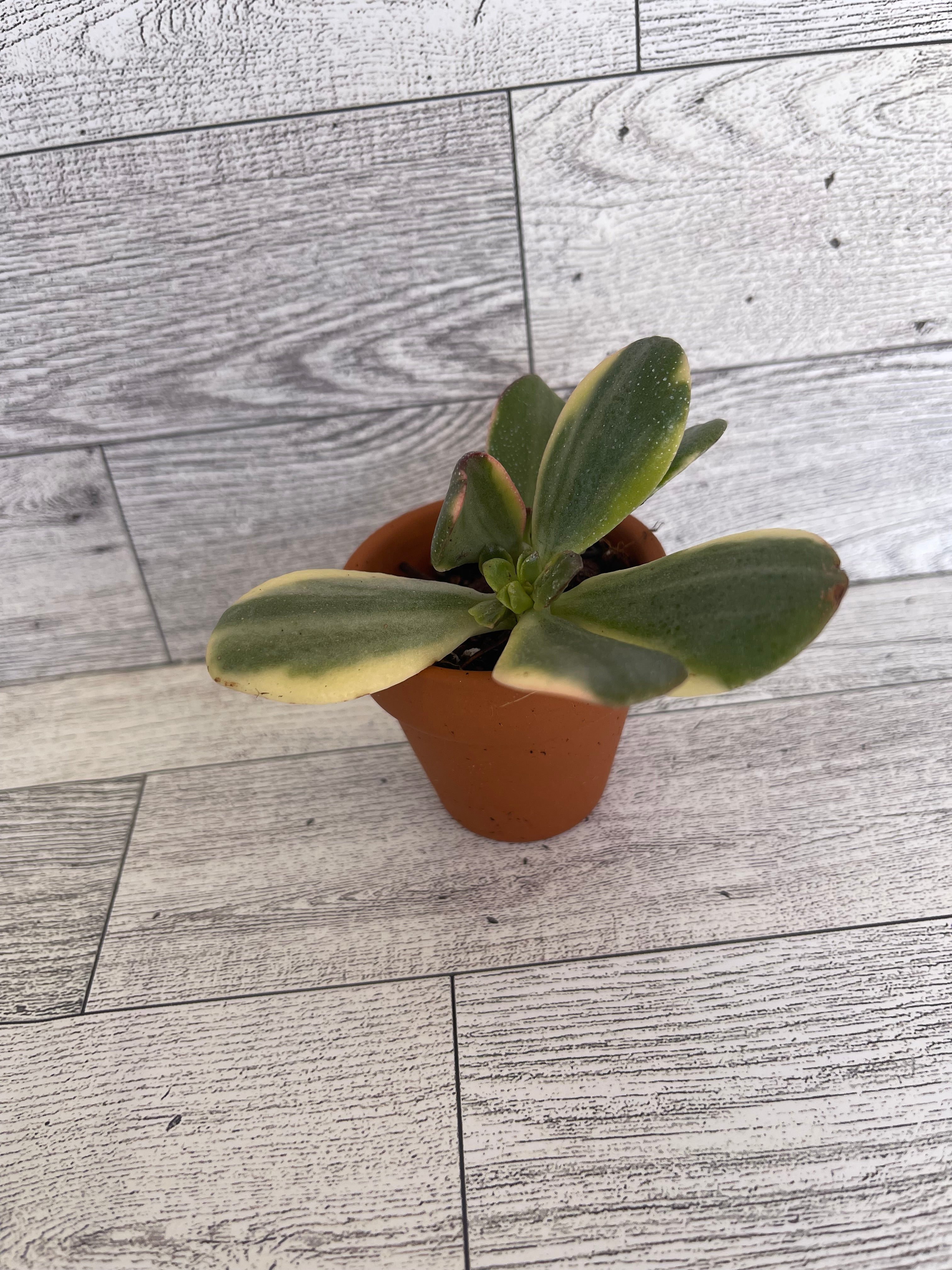 Variegated jade succulent