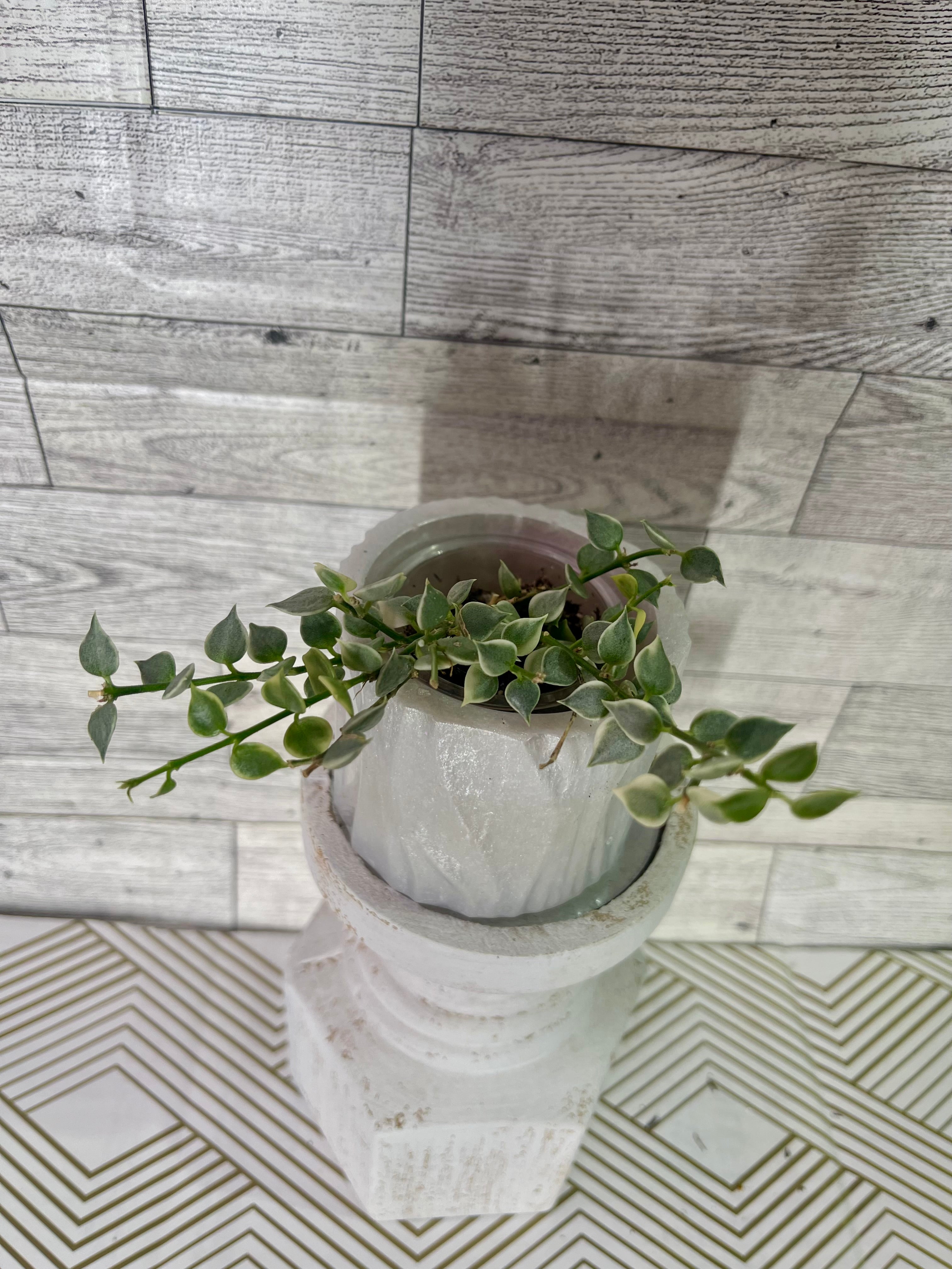 Dischidia Million Hearts Varigated