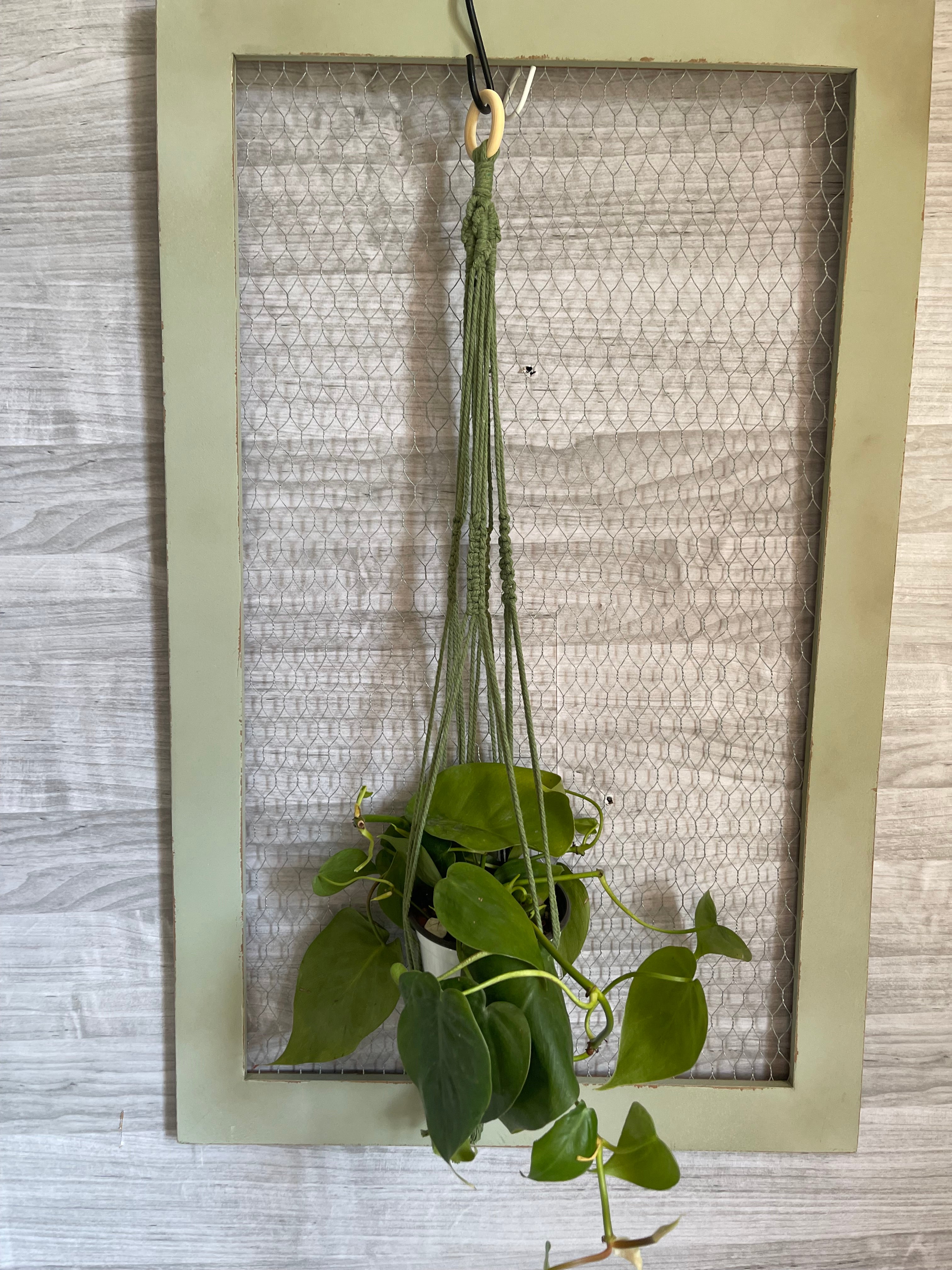 Large sage plant hanger