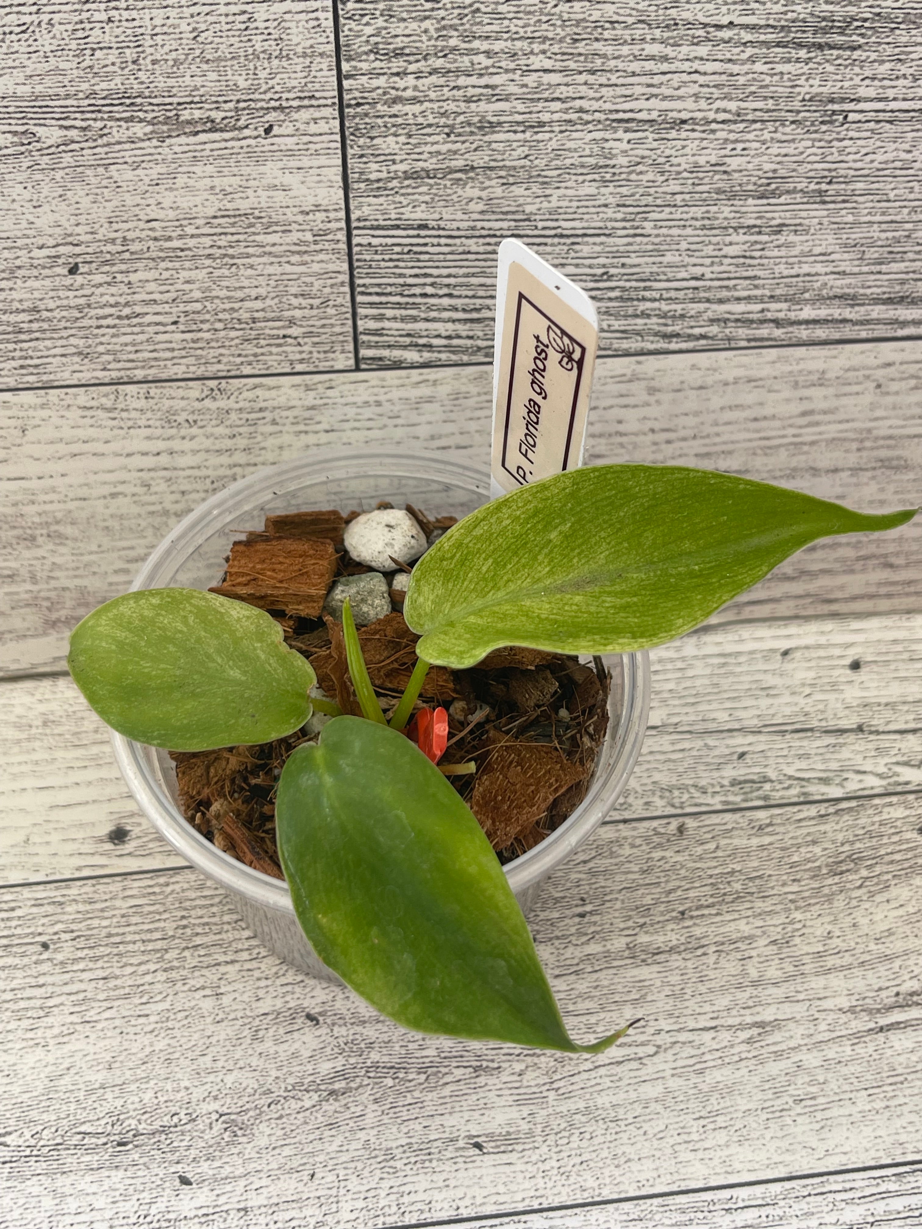 Philodendron Florida Ghost