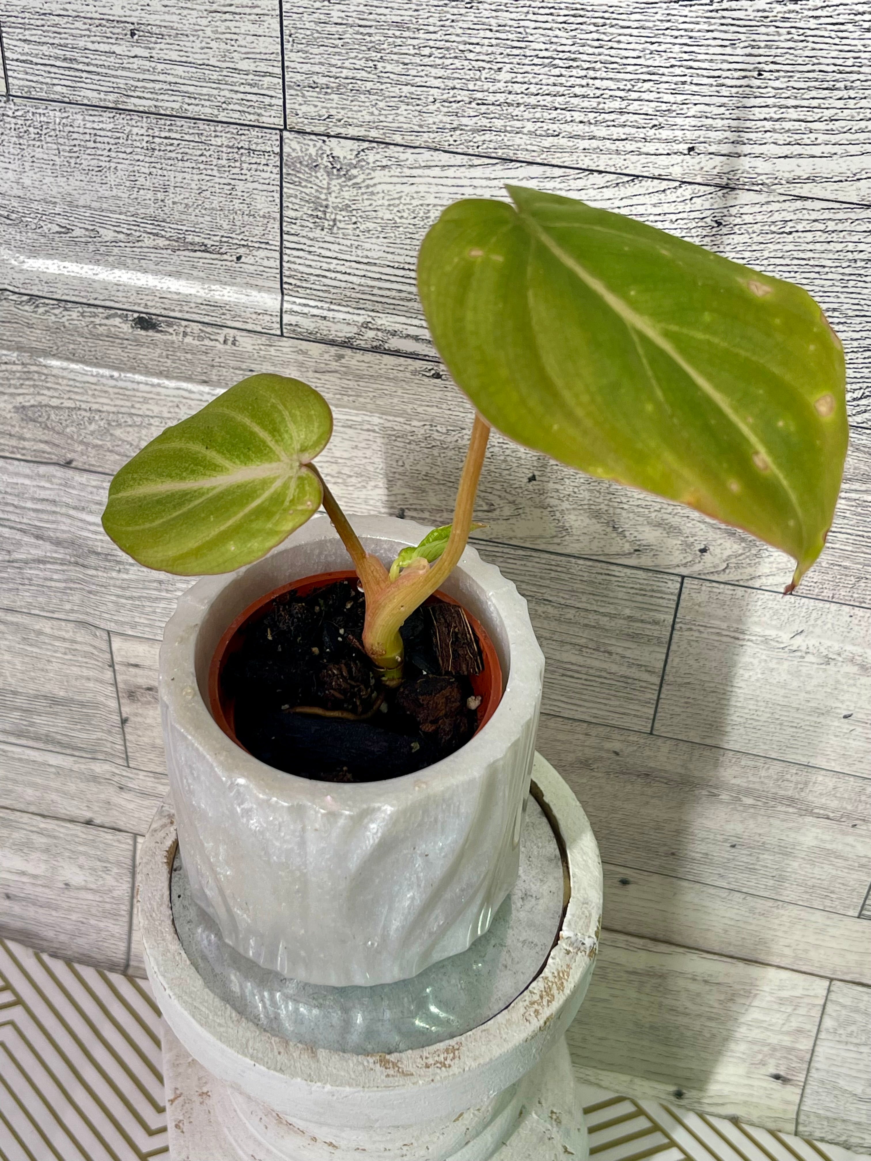 Philodendron Gloriousum