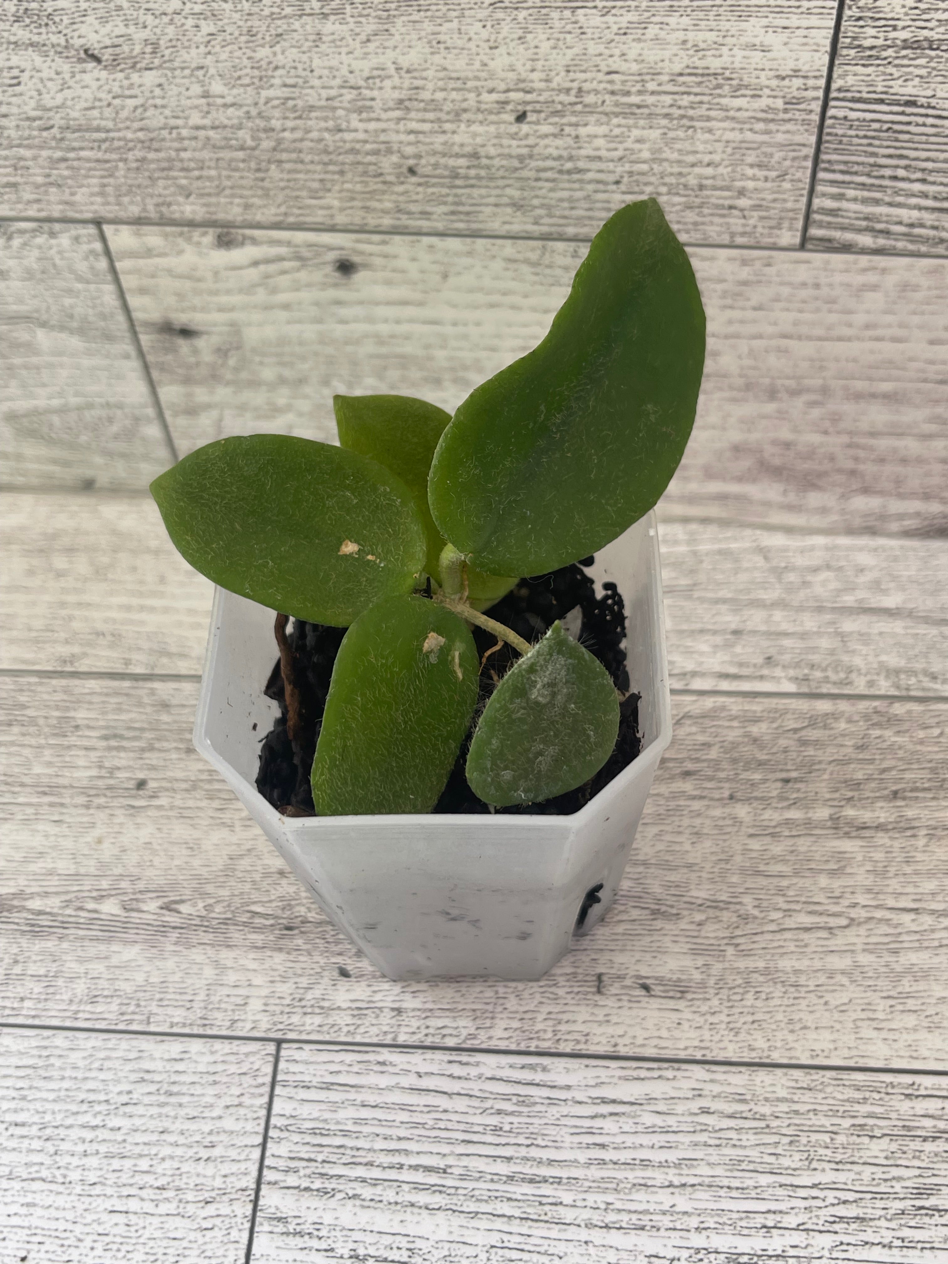 Hoya thompsonii (white bloom)