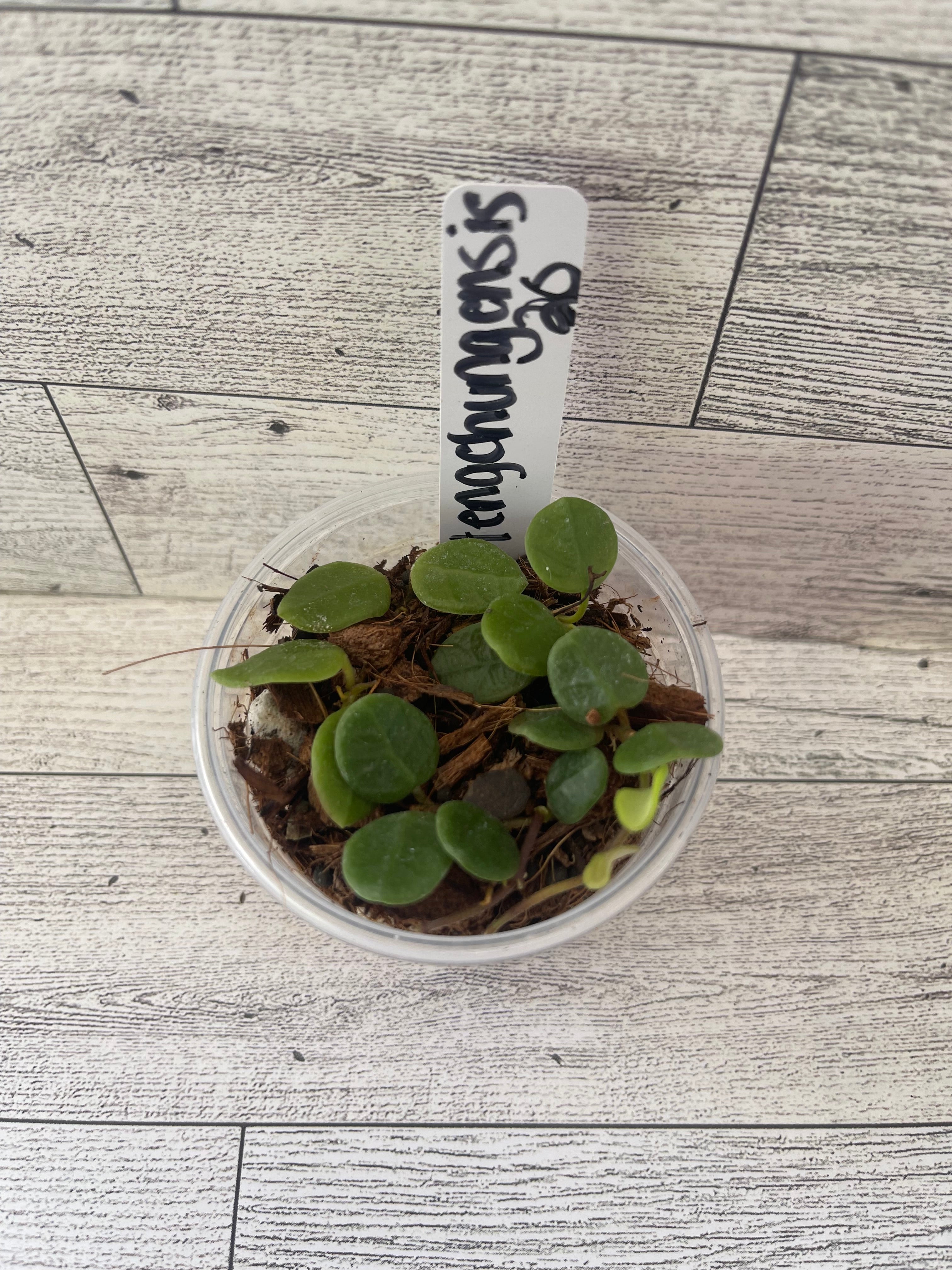 UNCOMMON Hoya tengchongensis