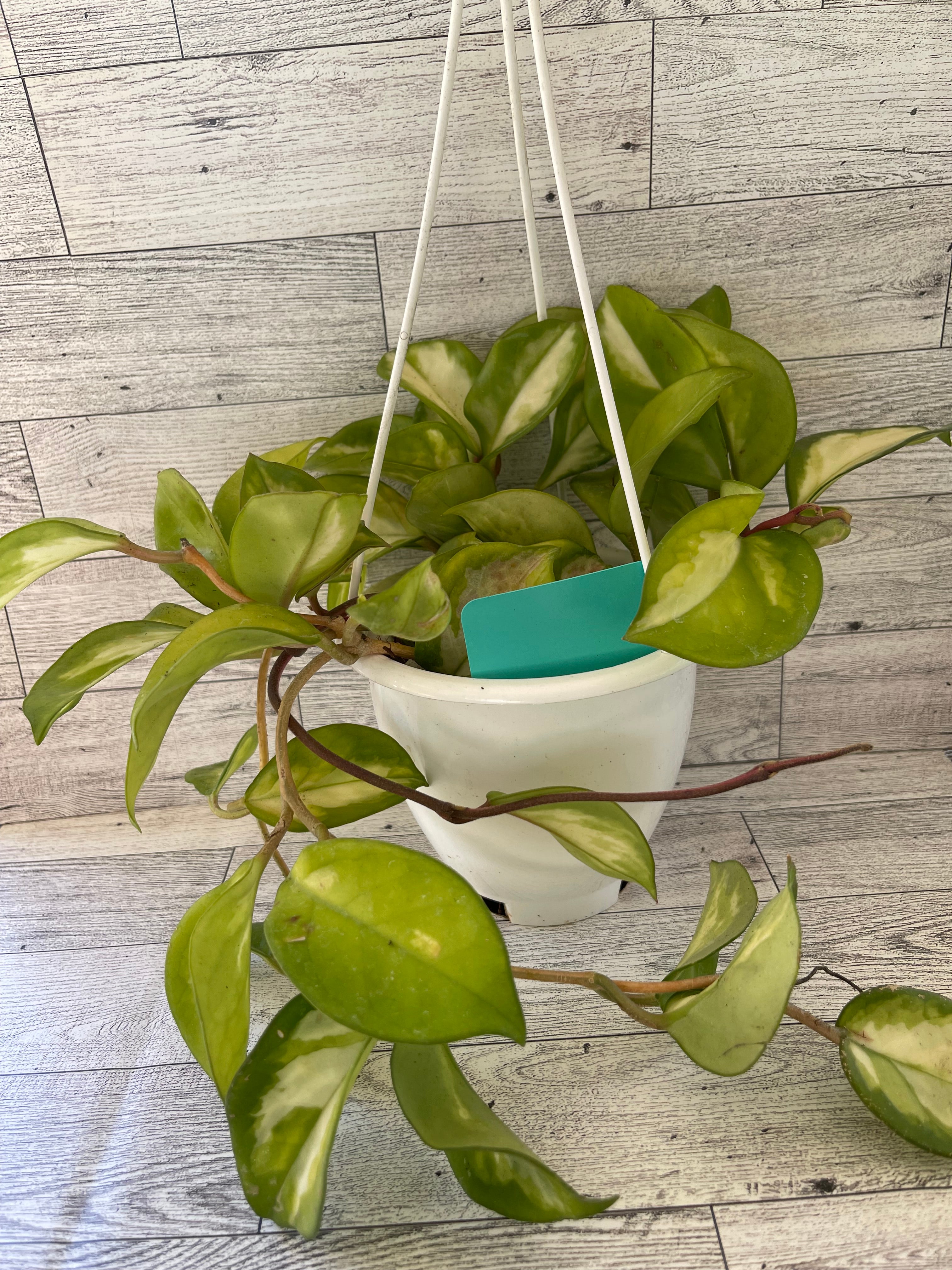 Hoya carnosa krimson princess