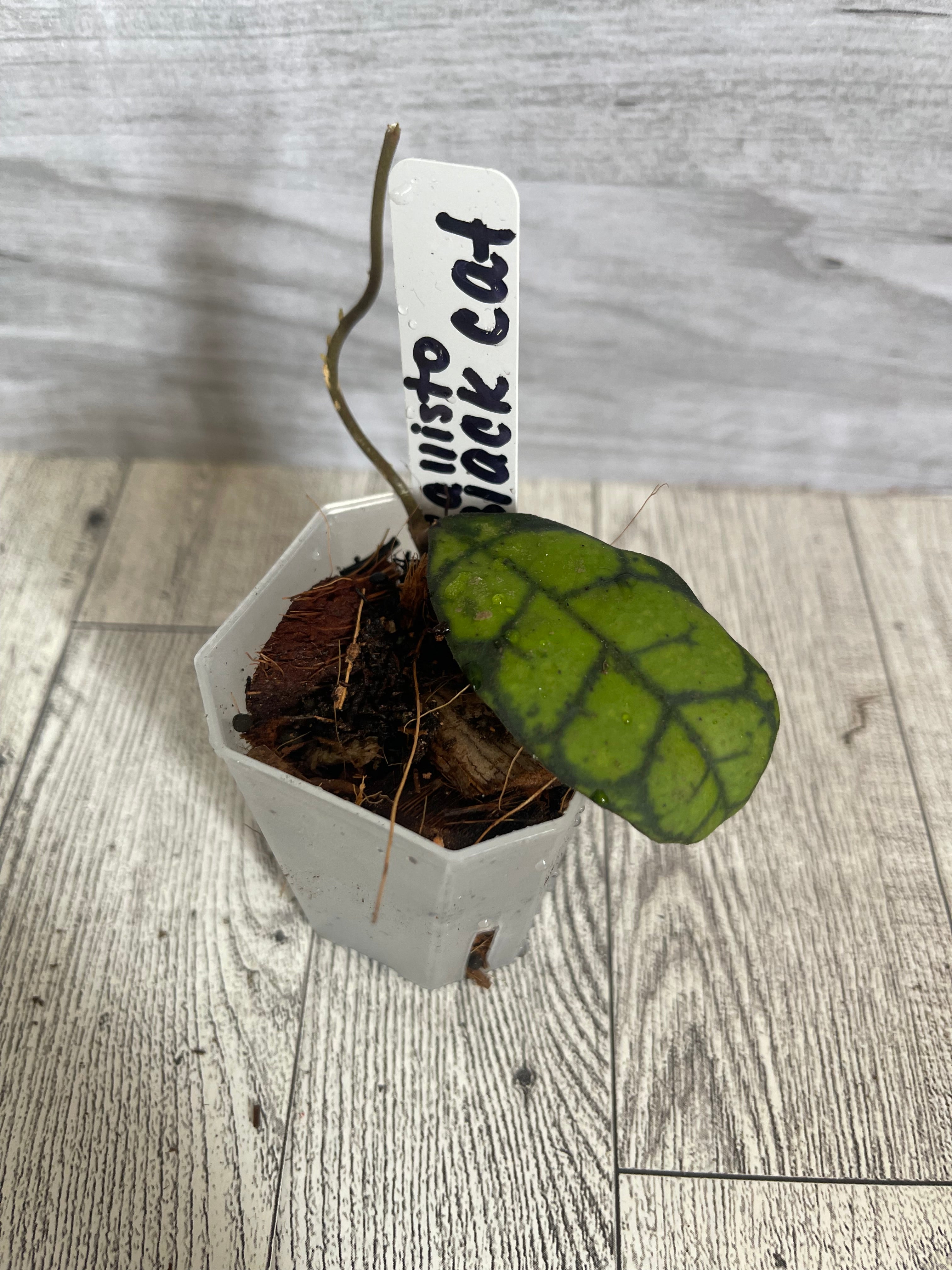 Hoya Callistophylla “black cat”