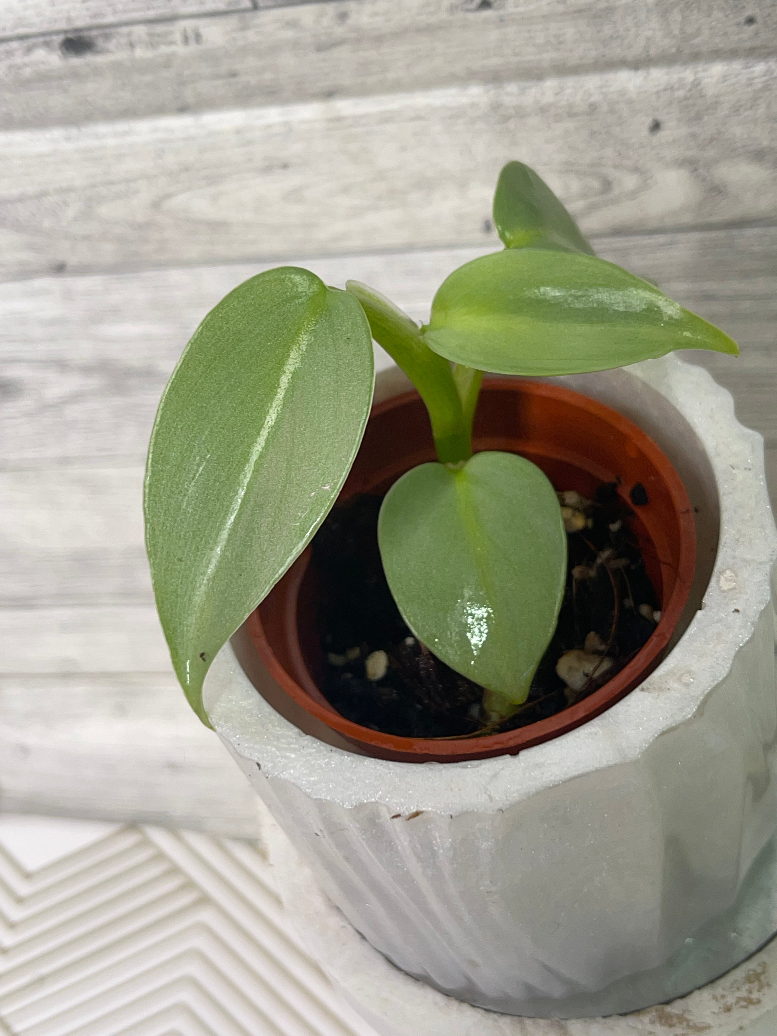 Philodendron Silversword