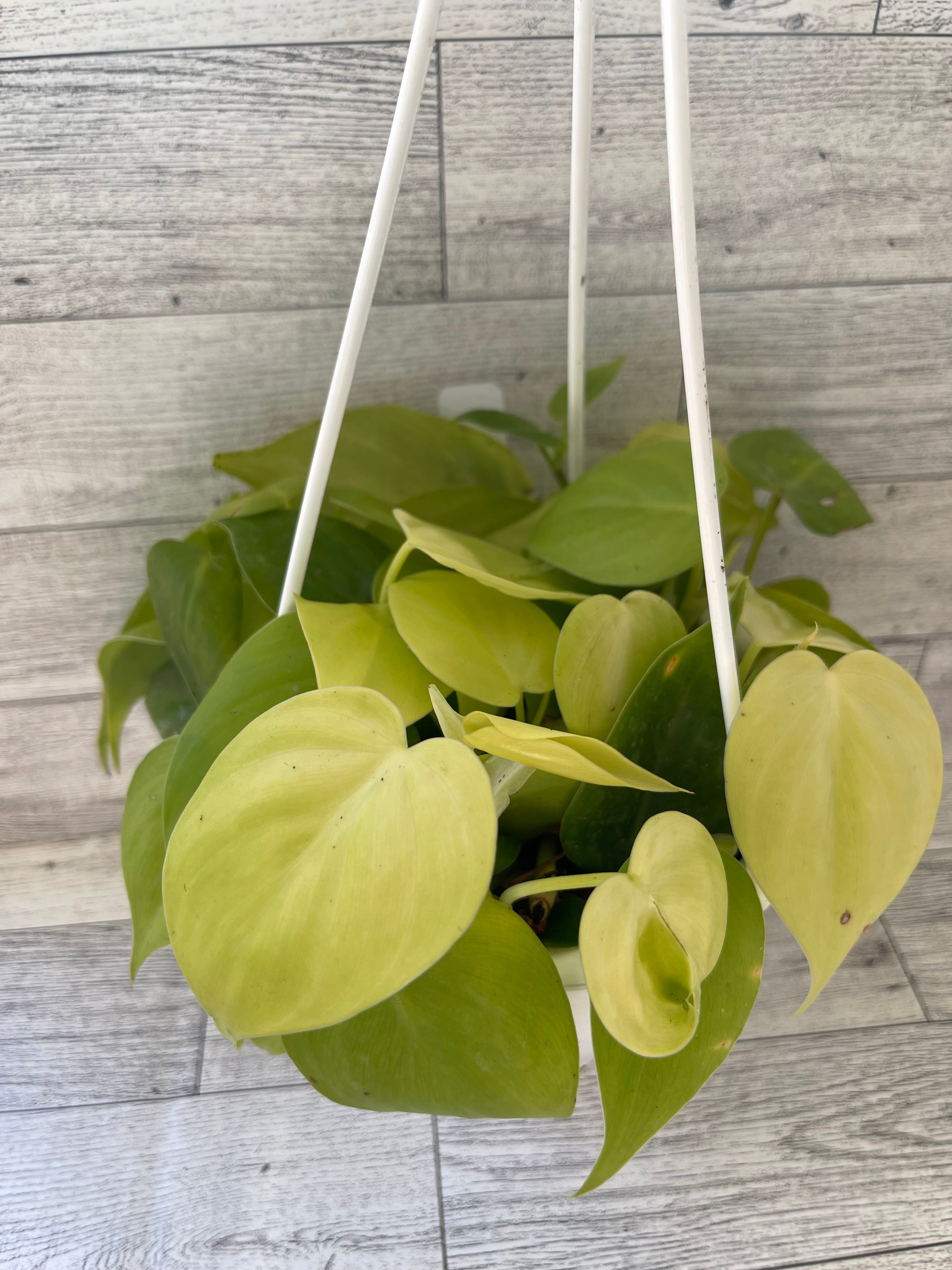 Philodendron hederaceum green & lemon lime