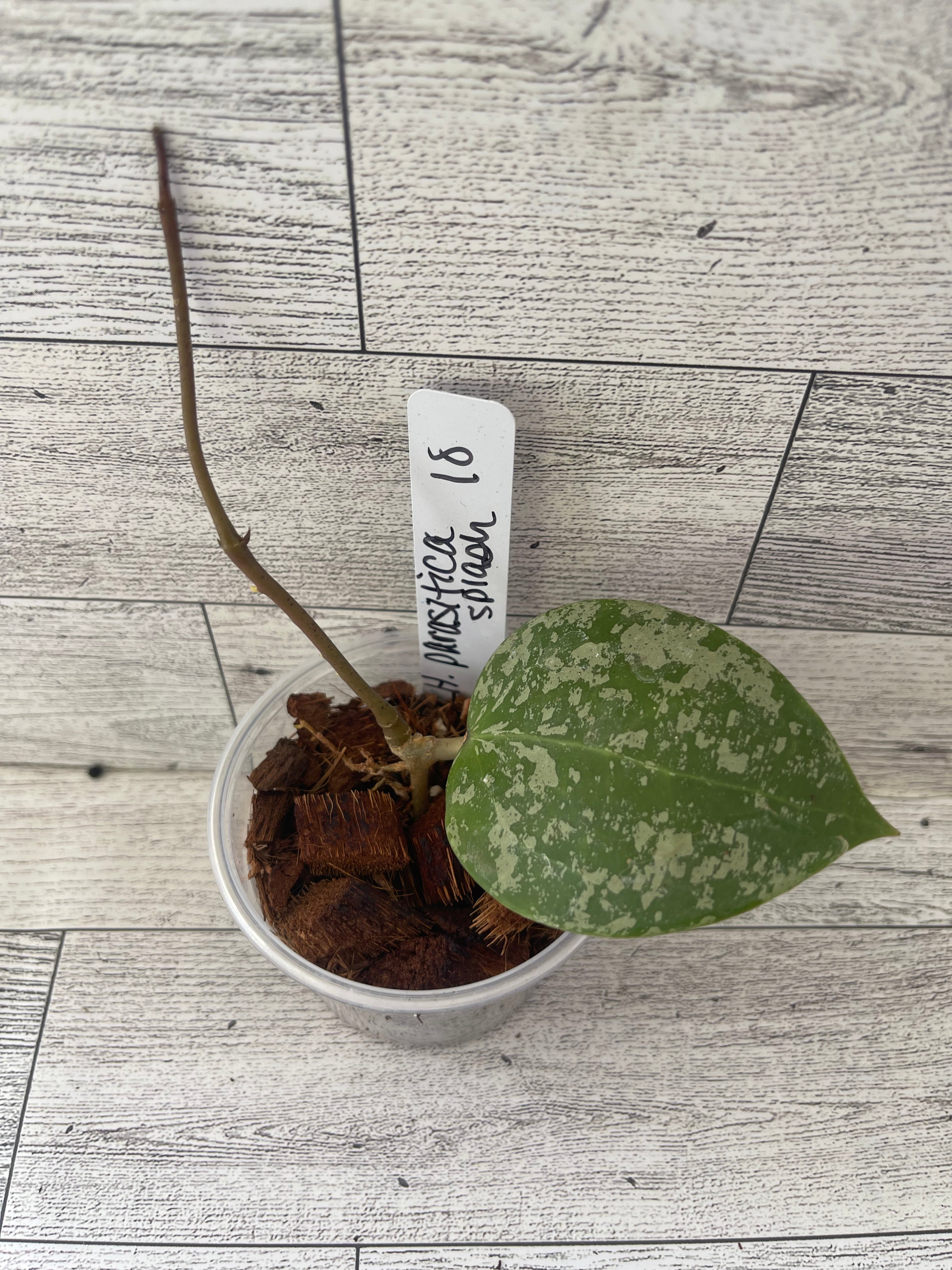 Hoya parasitica heart splash with active growth