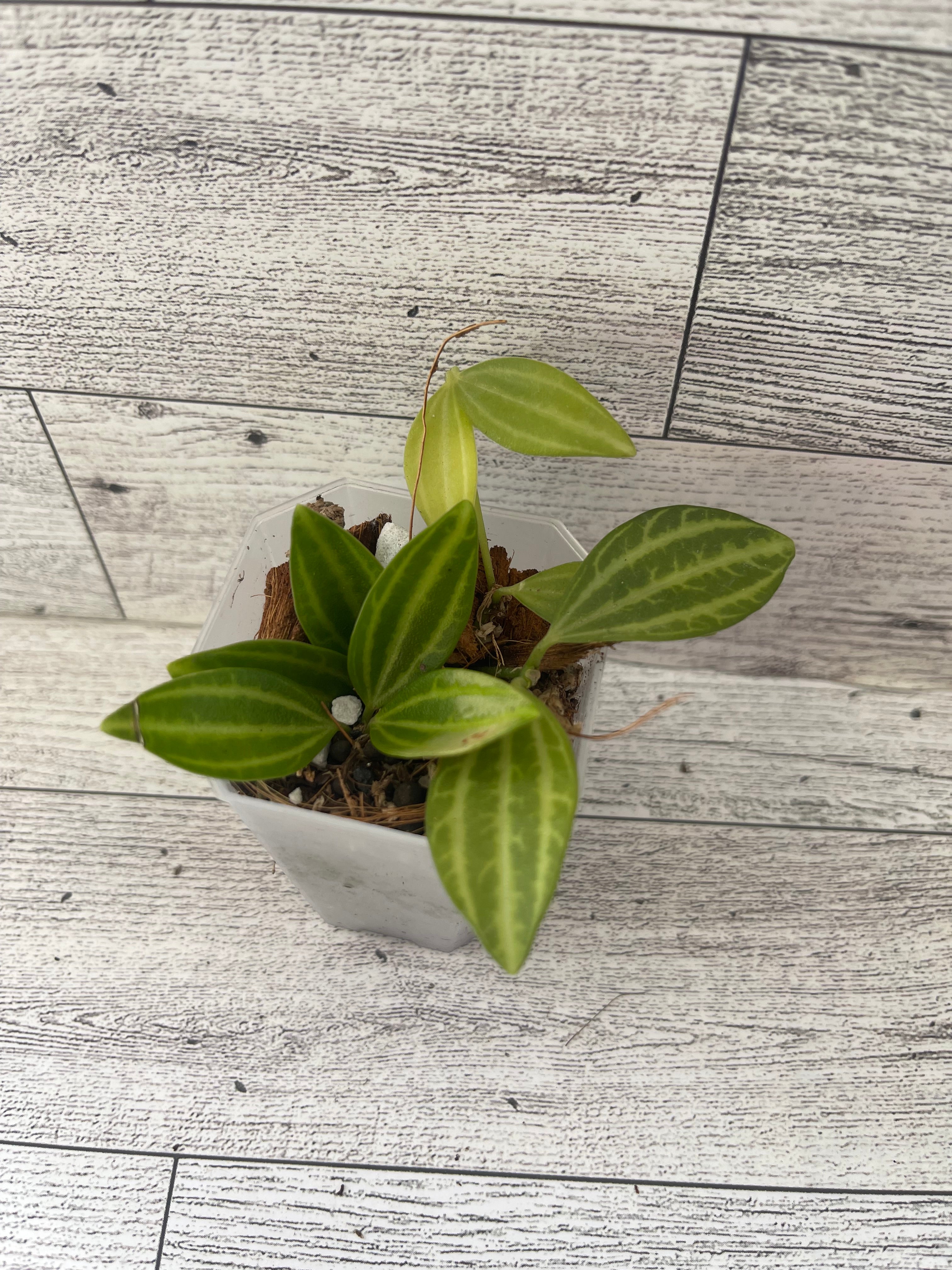 Peperomia funky frog