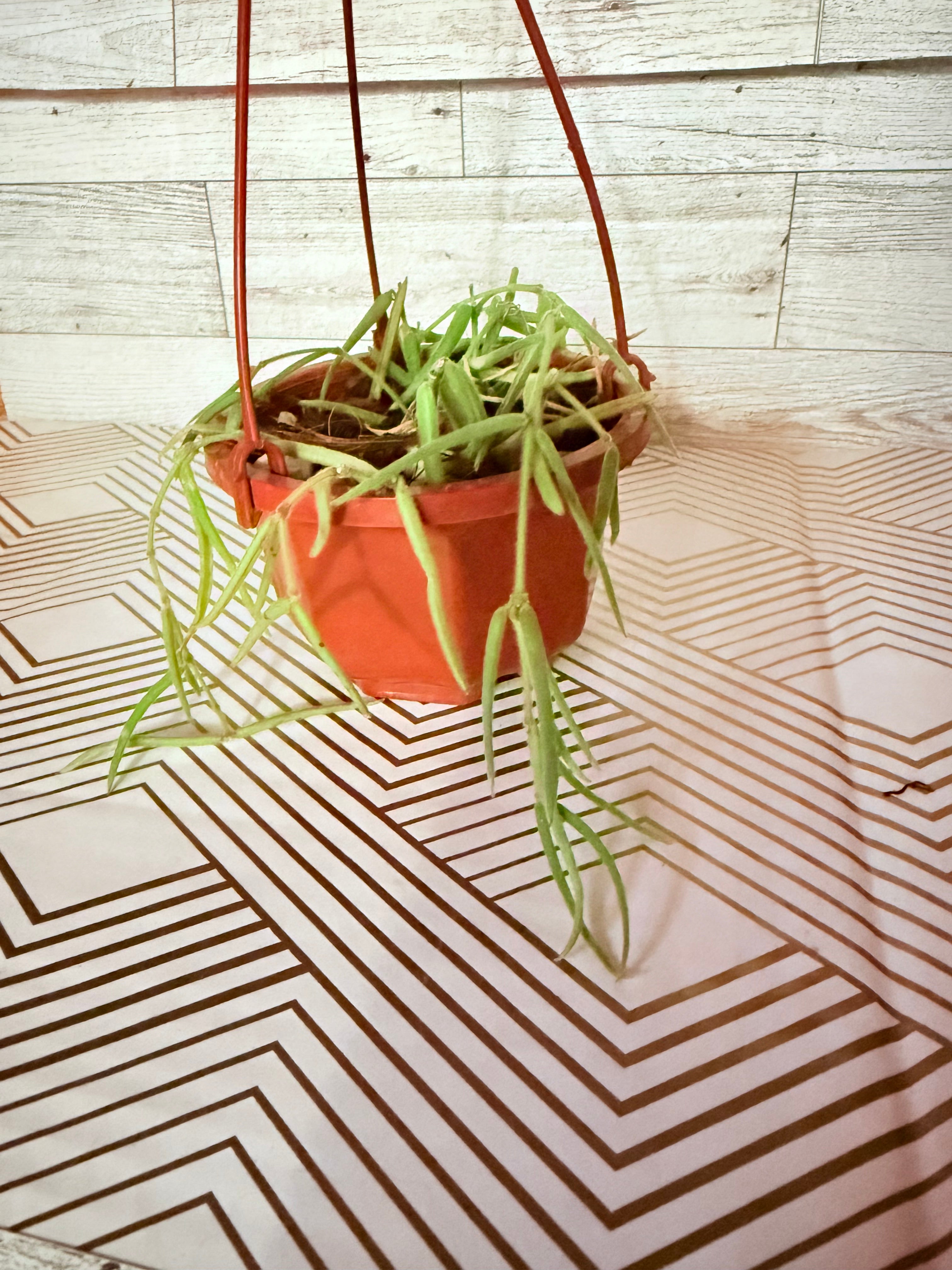 Hoya Linearis in 3” Hanging Basket