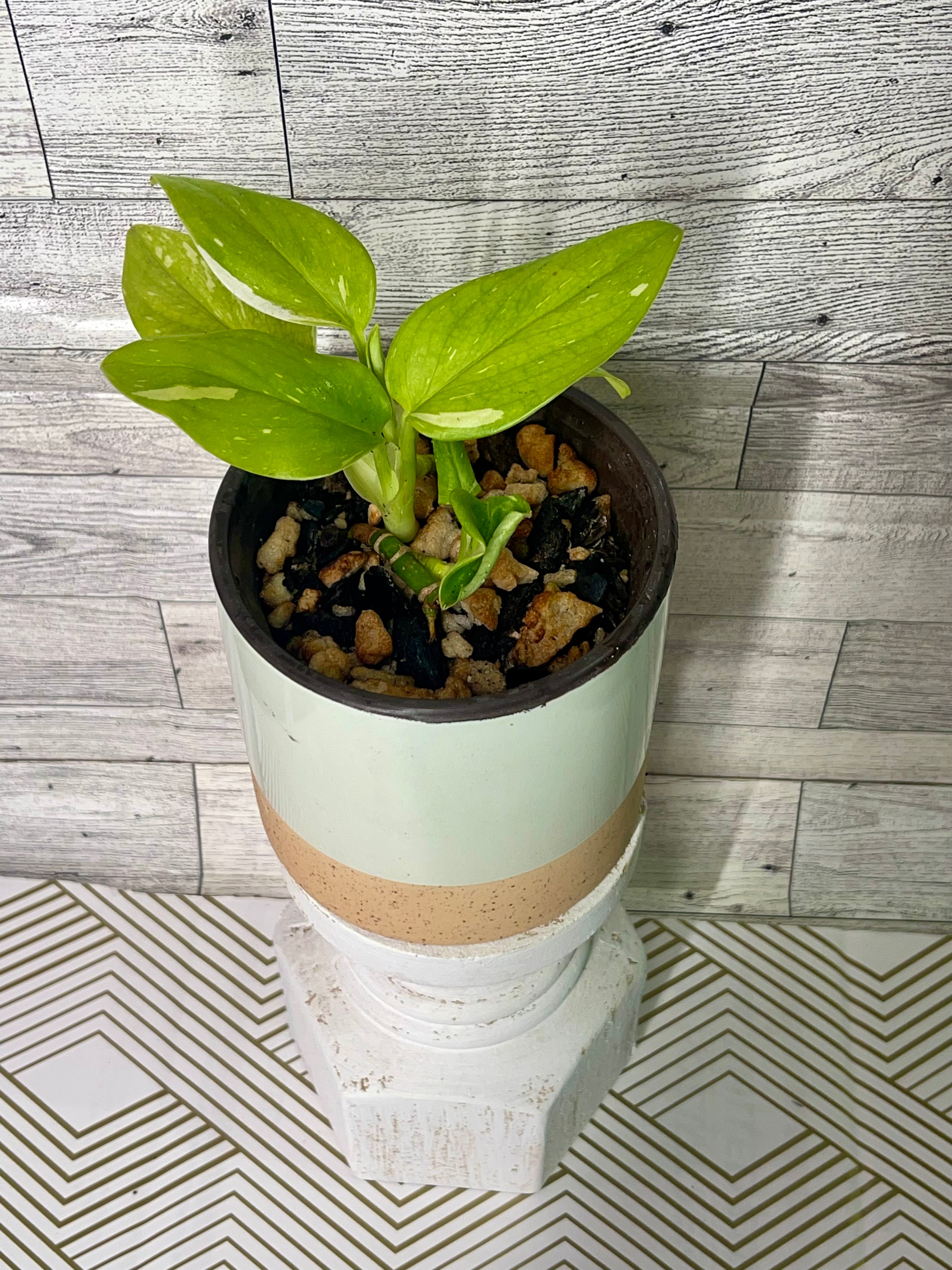 Monstera Standleyana