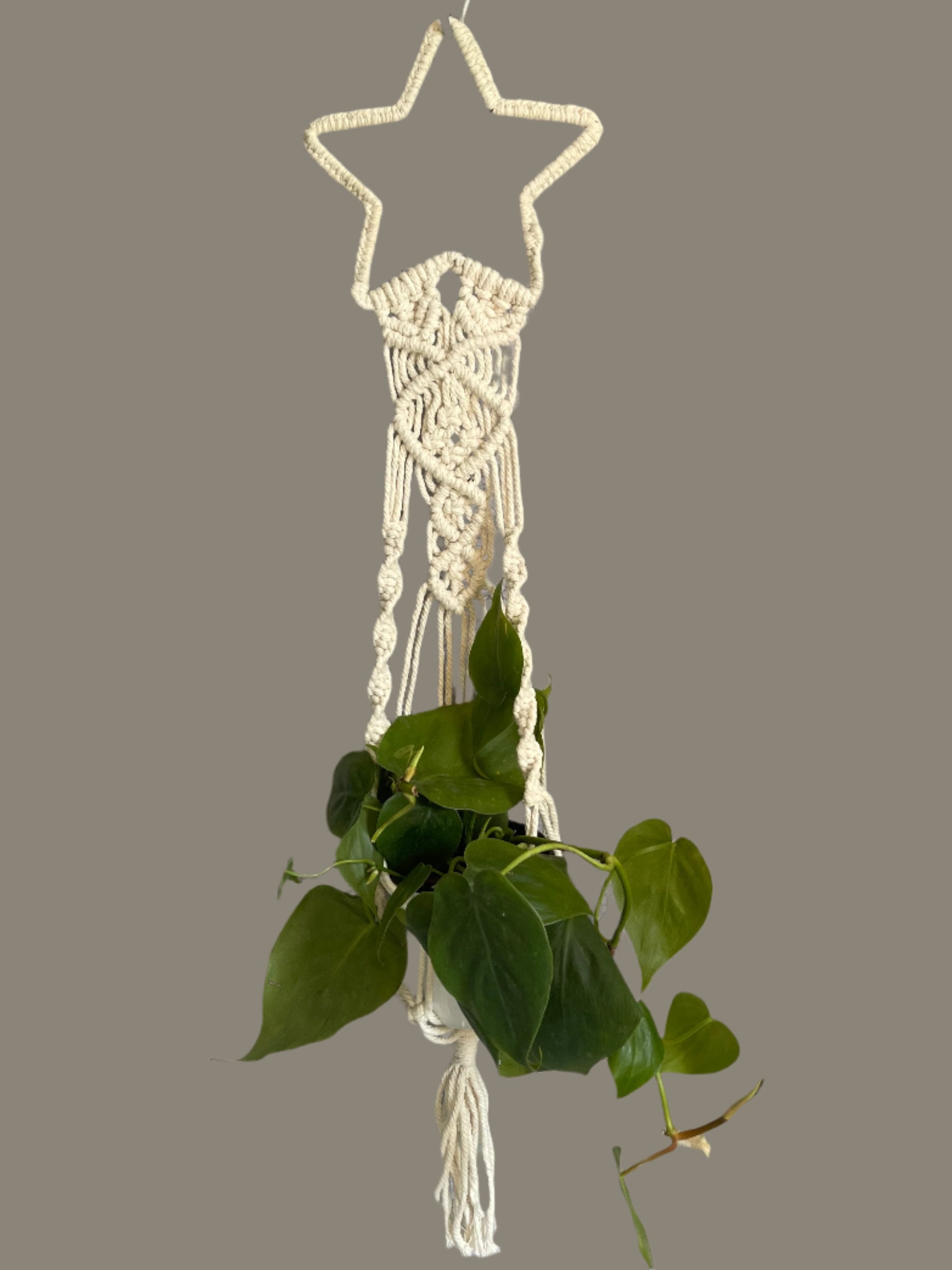 Star large plant hanger