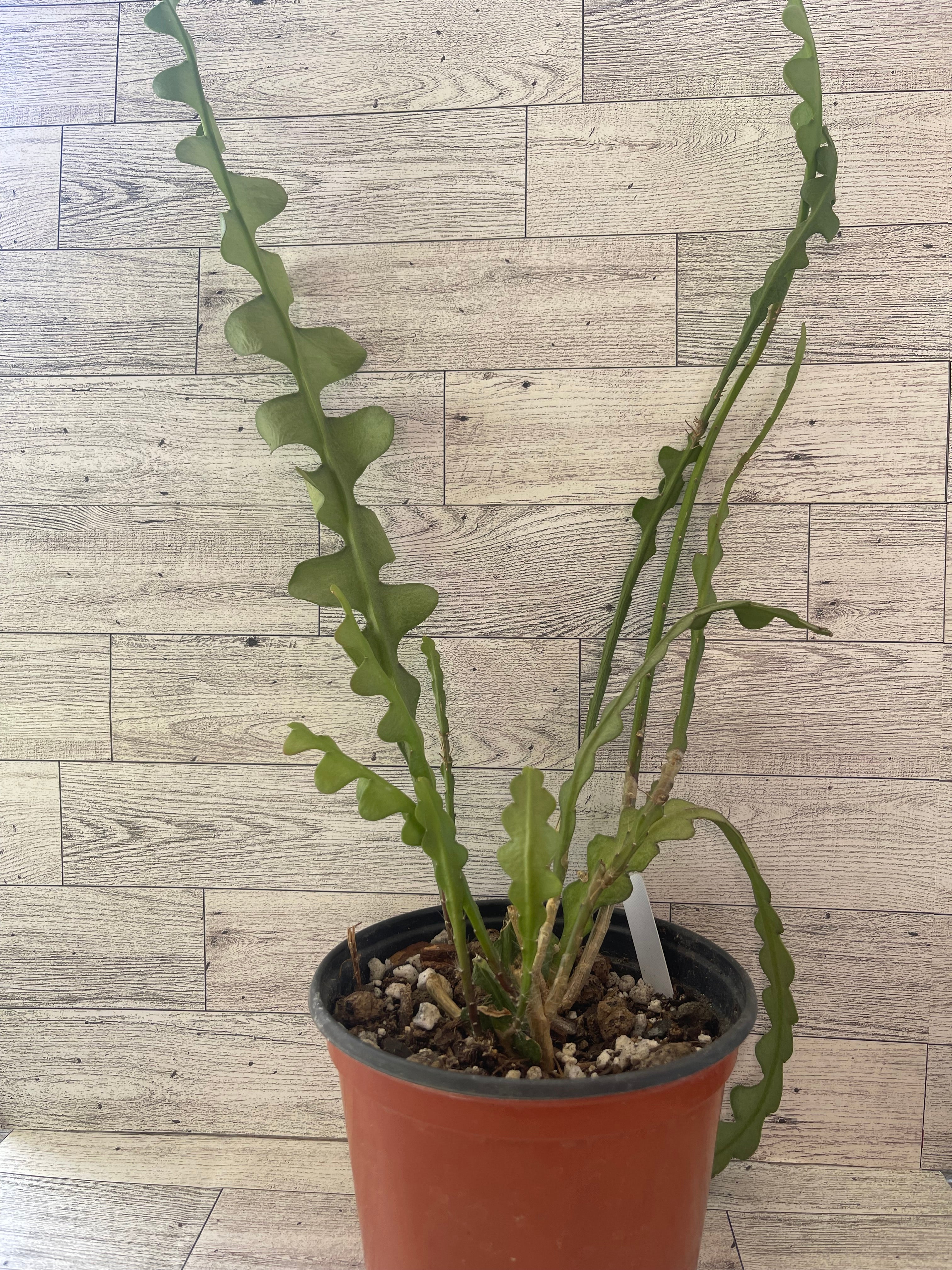 Fishbone cactus
