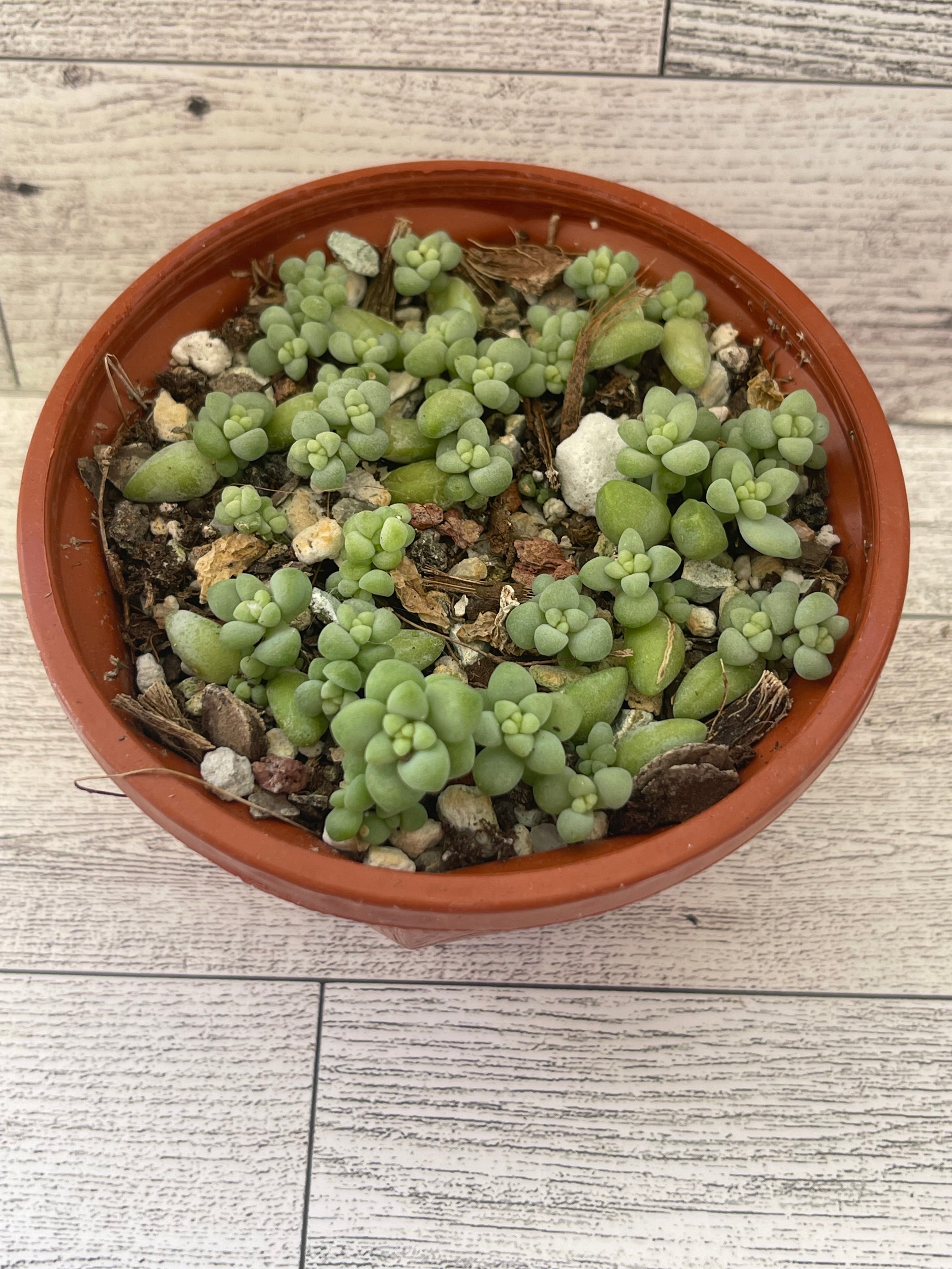 Donkeys tail