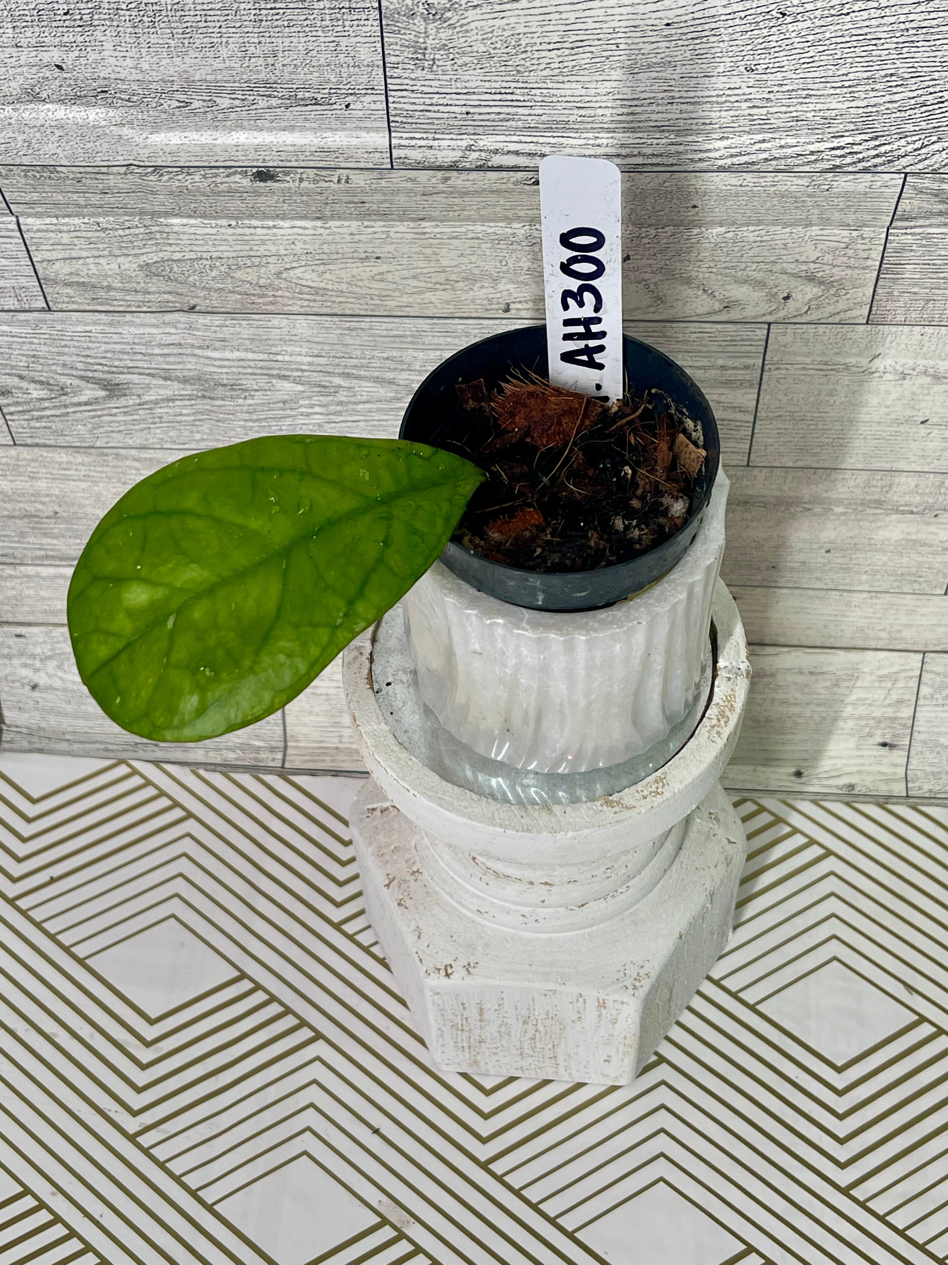 Hoya AH300