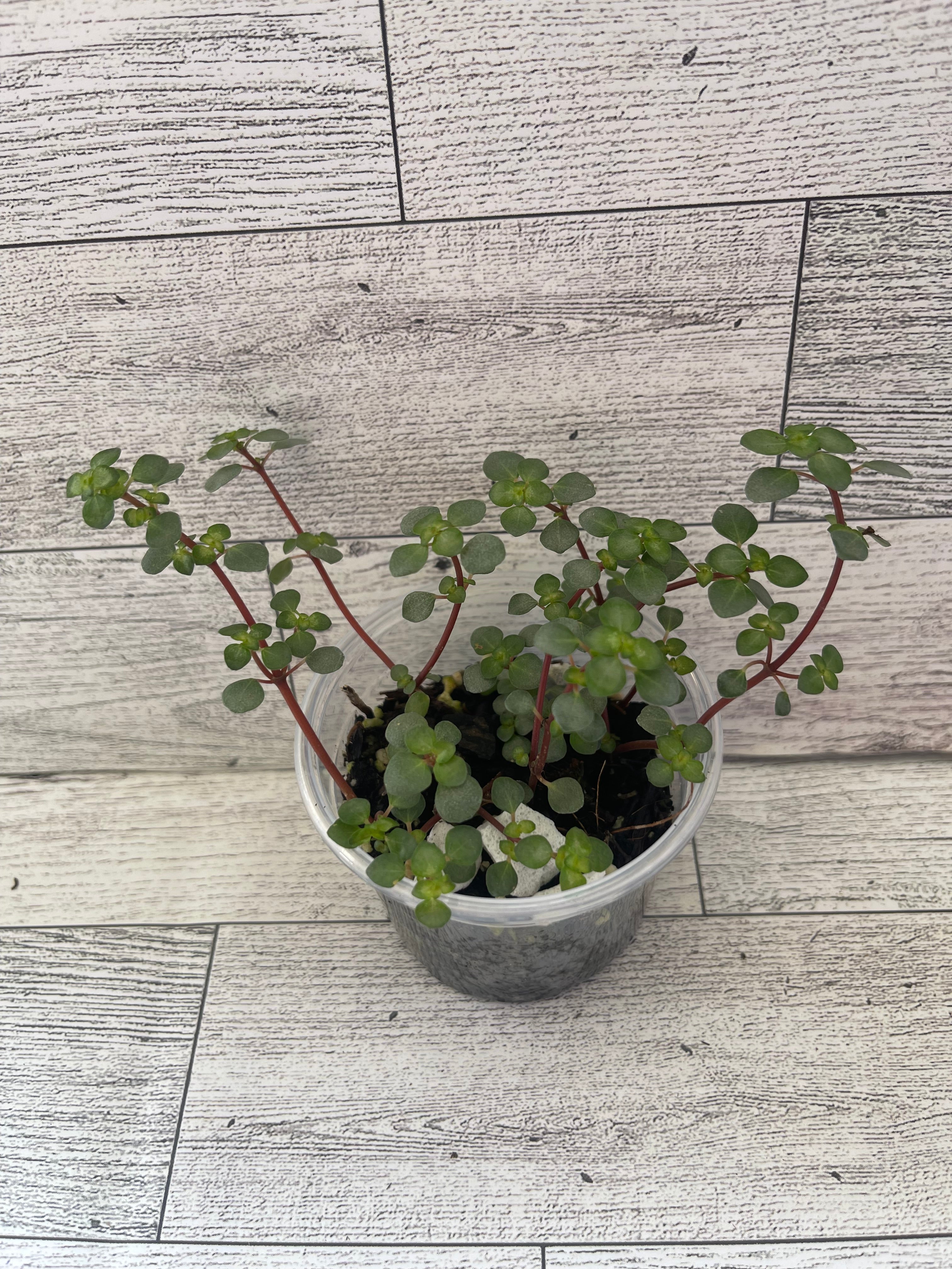 Pilea blue baby tears