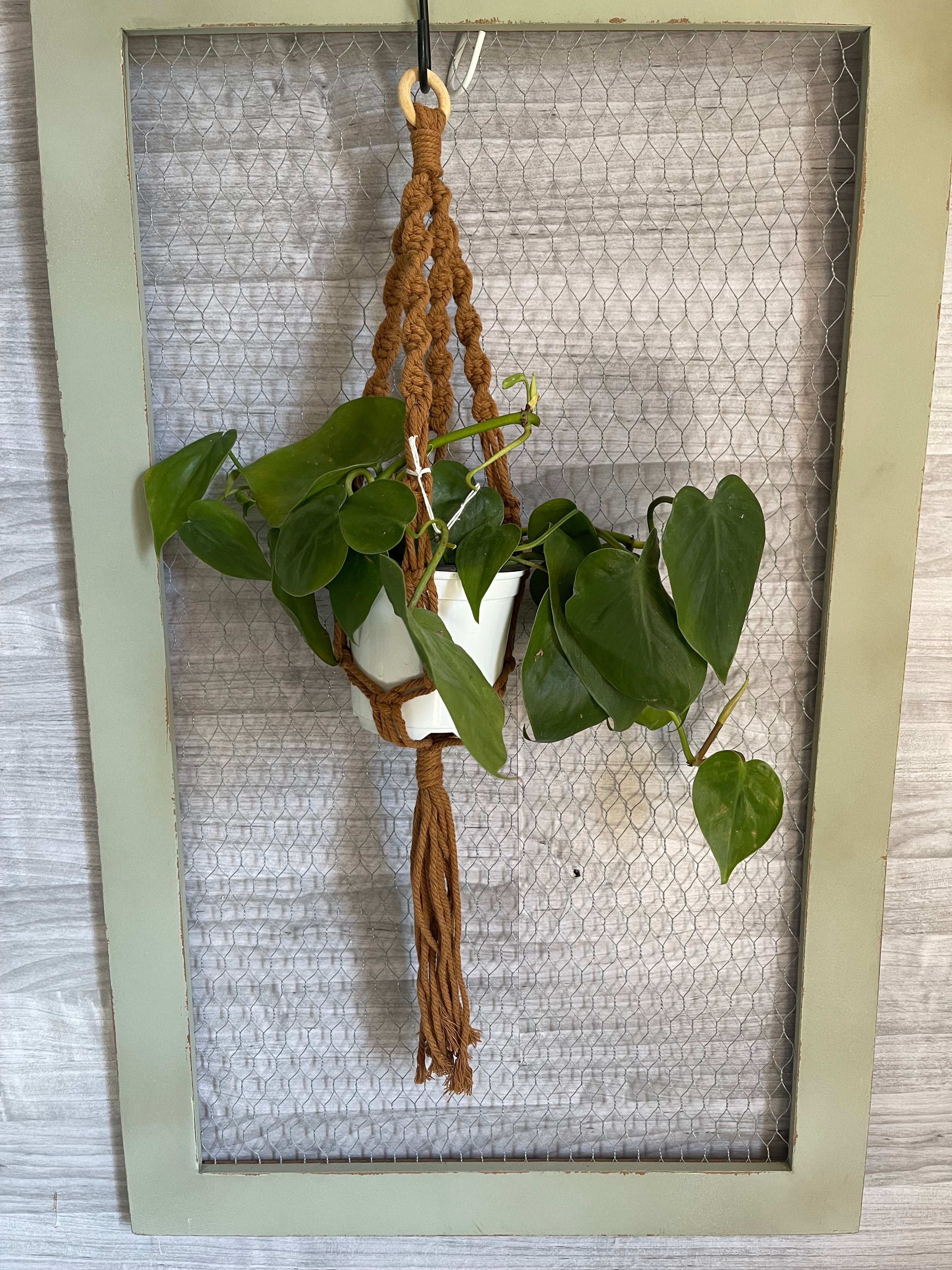 Medium auburn plant hanger