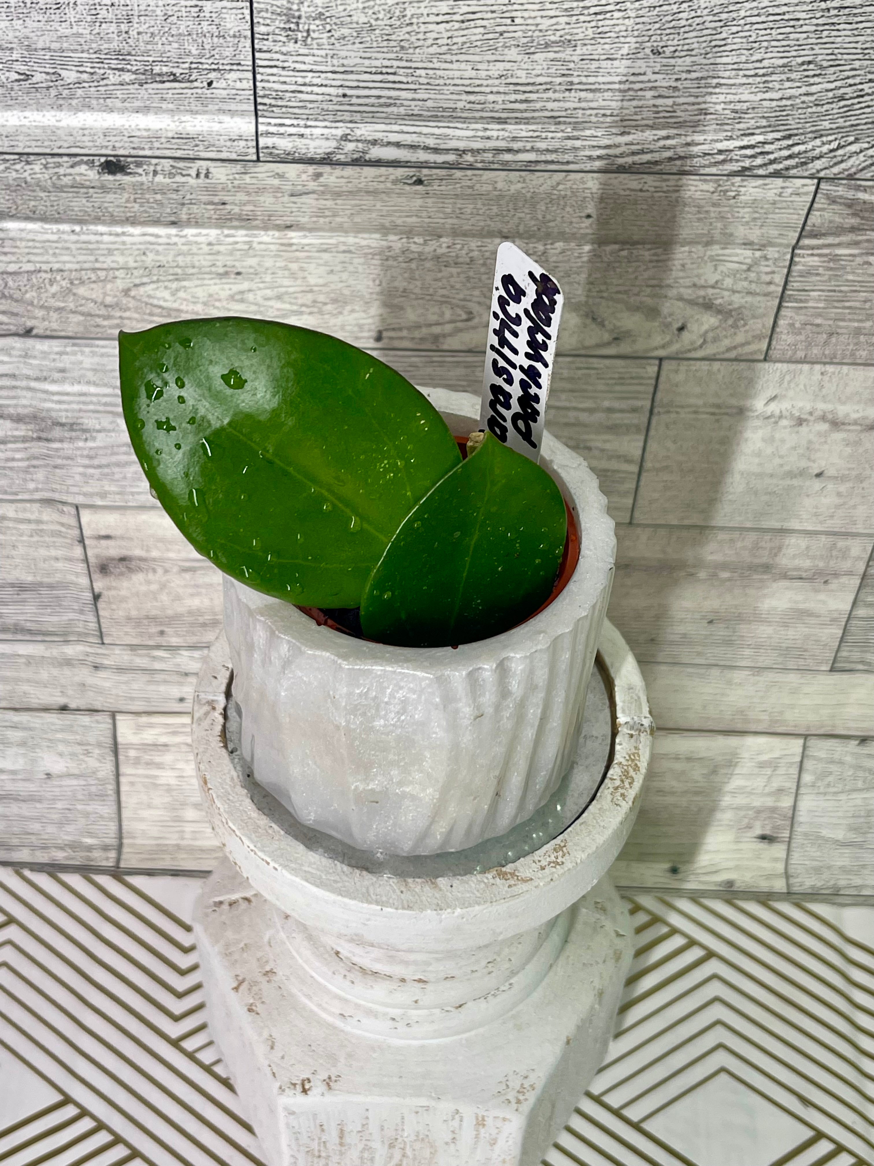 Hoya Parasitica x Pachyclada