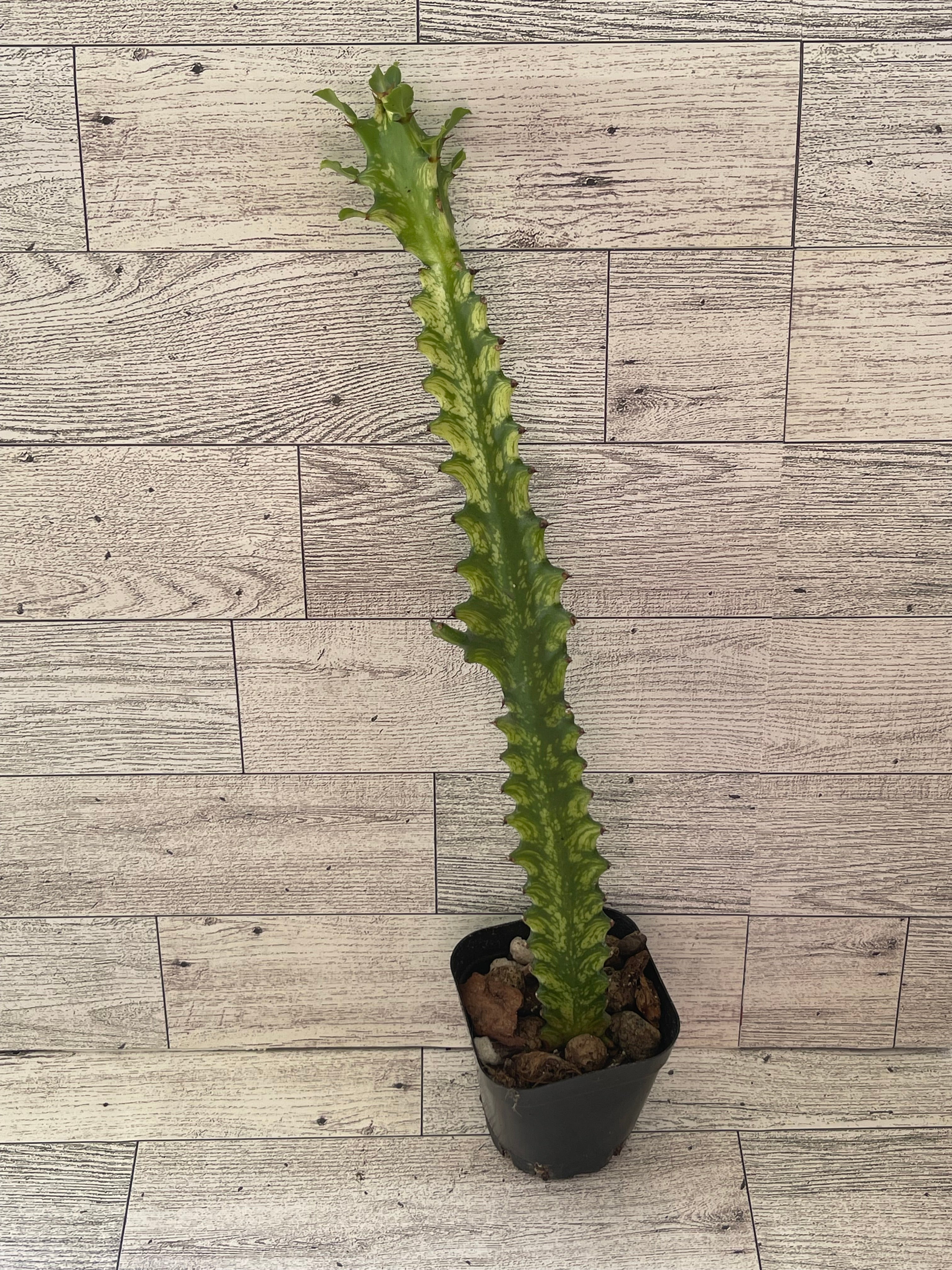 Variegated euphorbia