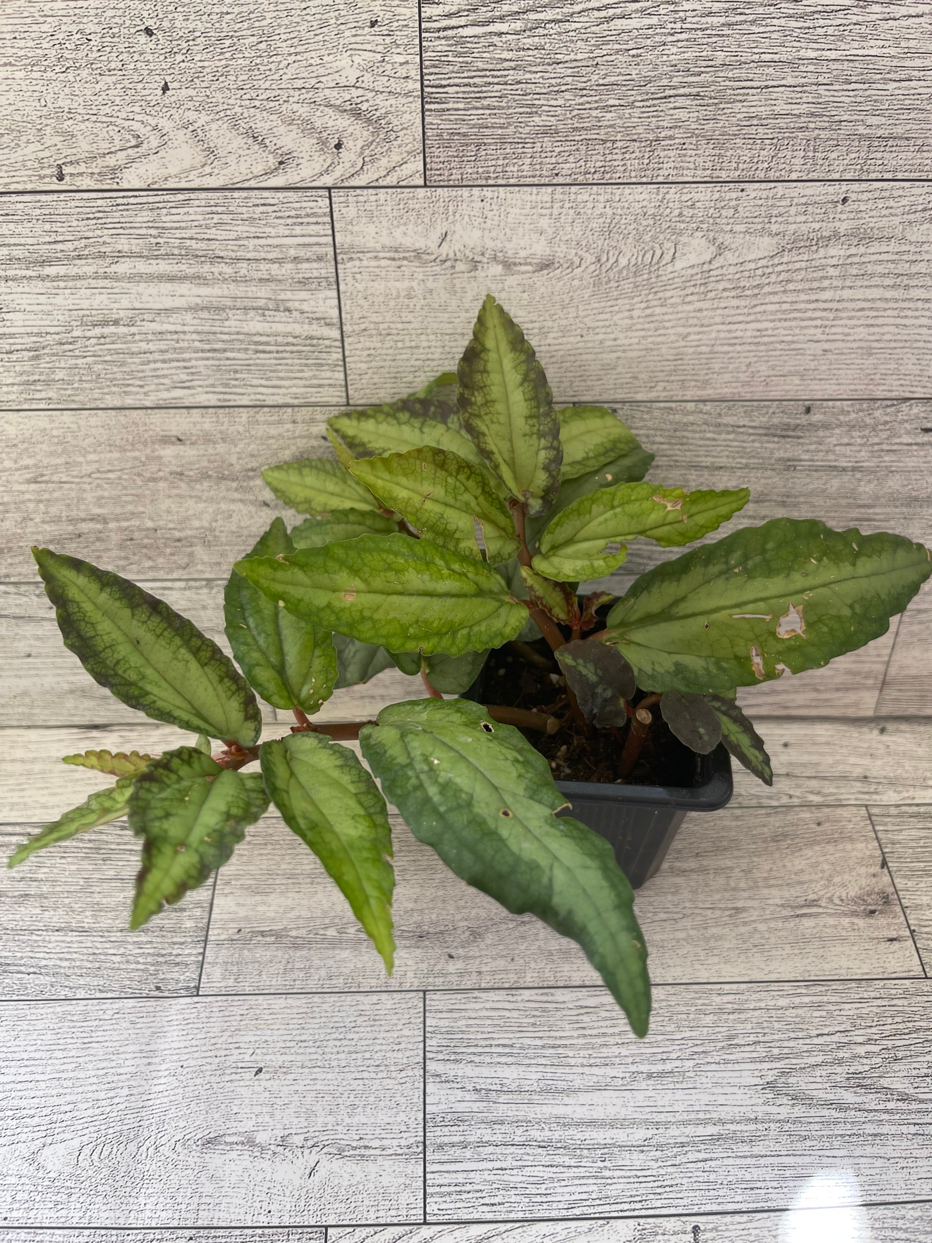 Pellionia daveauana elatostema repens 'Watermelon Begonia'