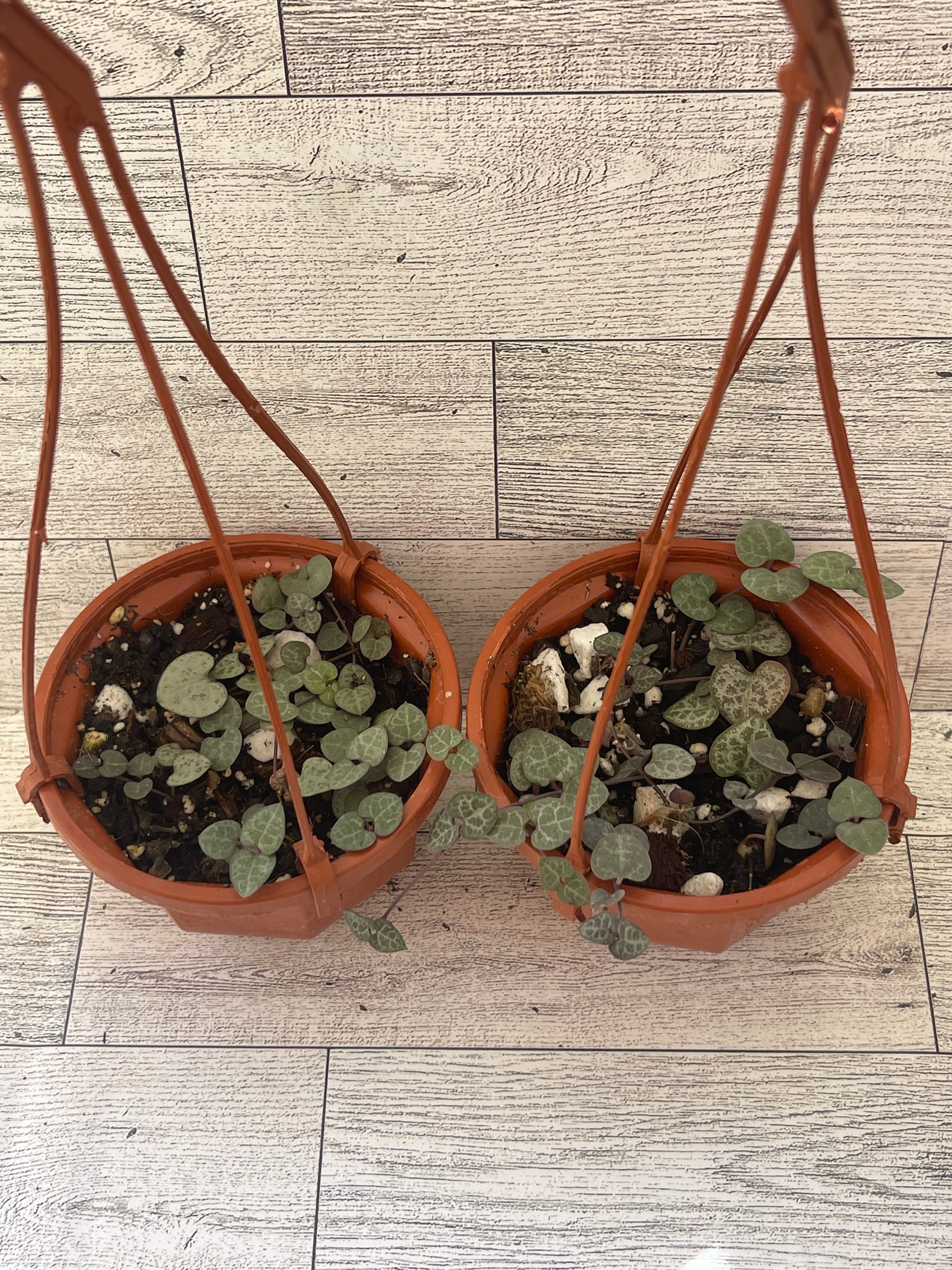 String of hearts