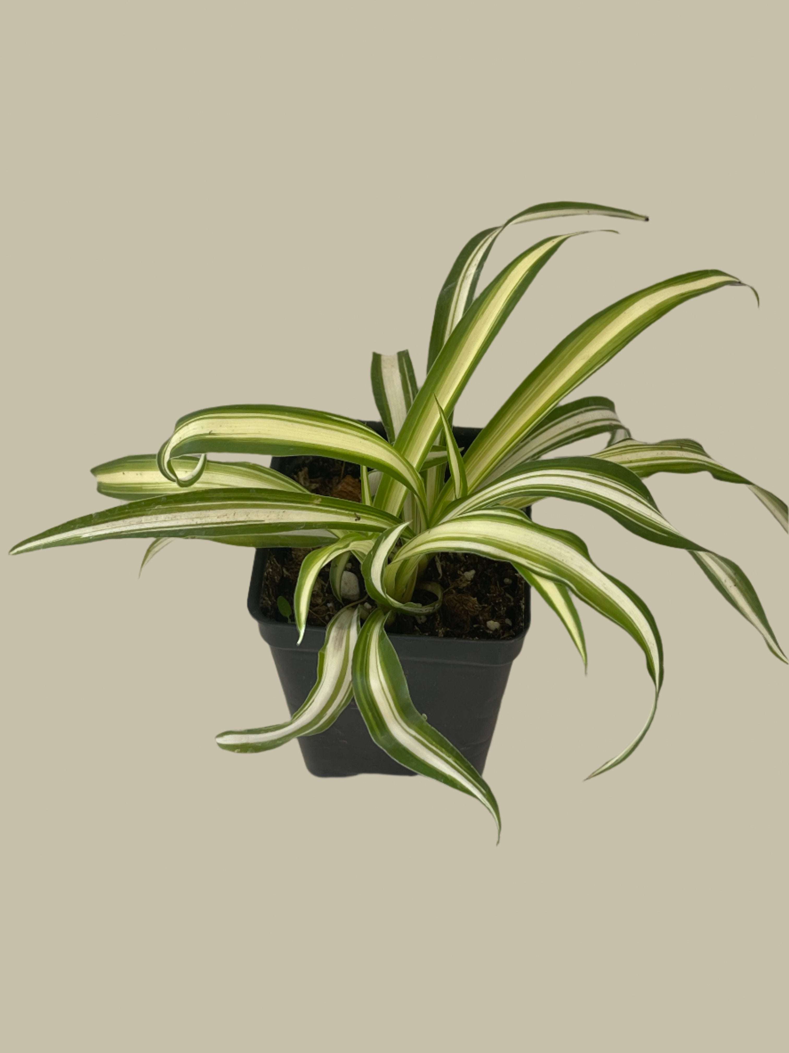Inner variegated spider plant