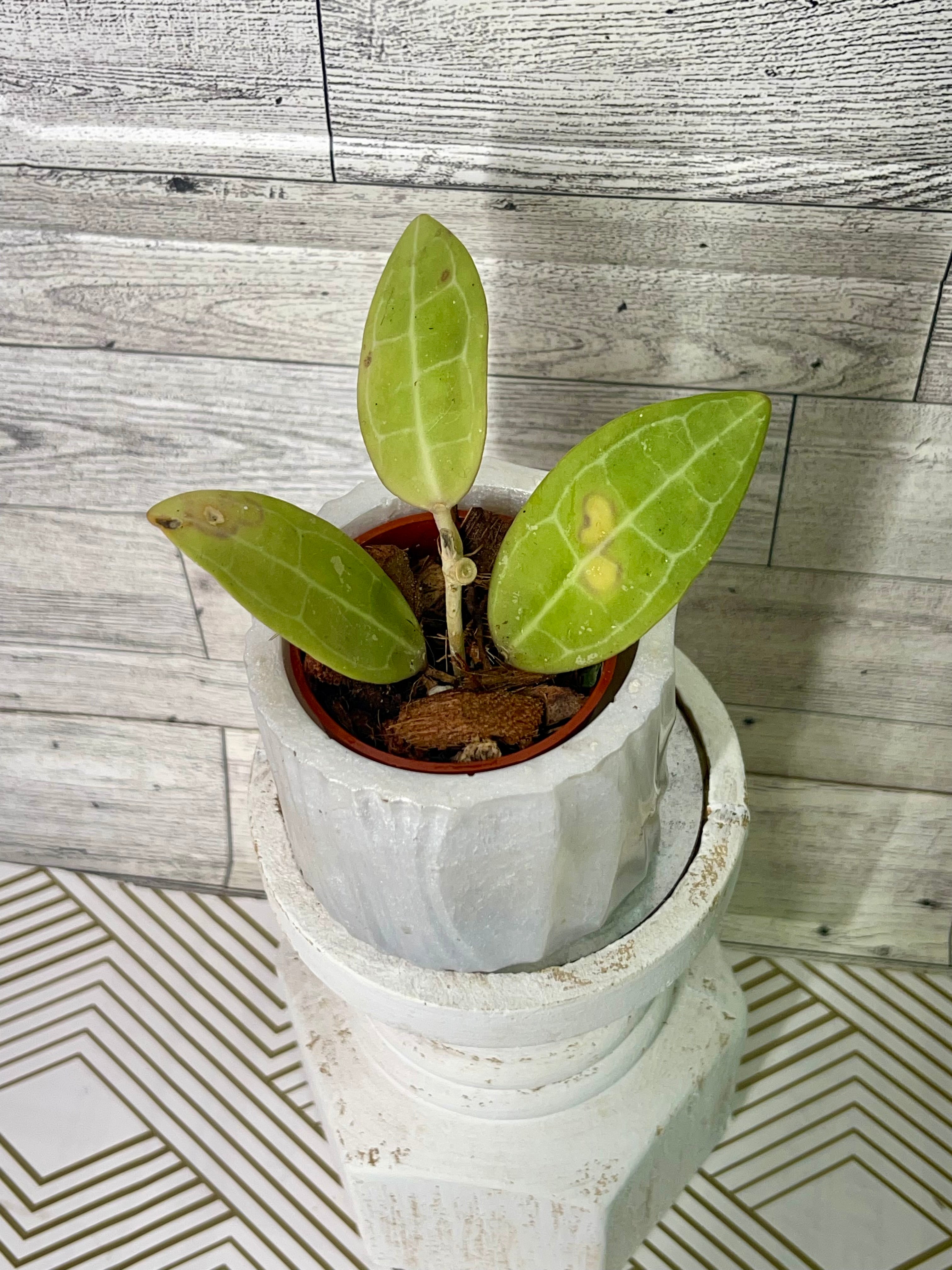 Hoya Elliptica