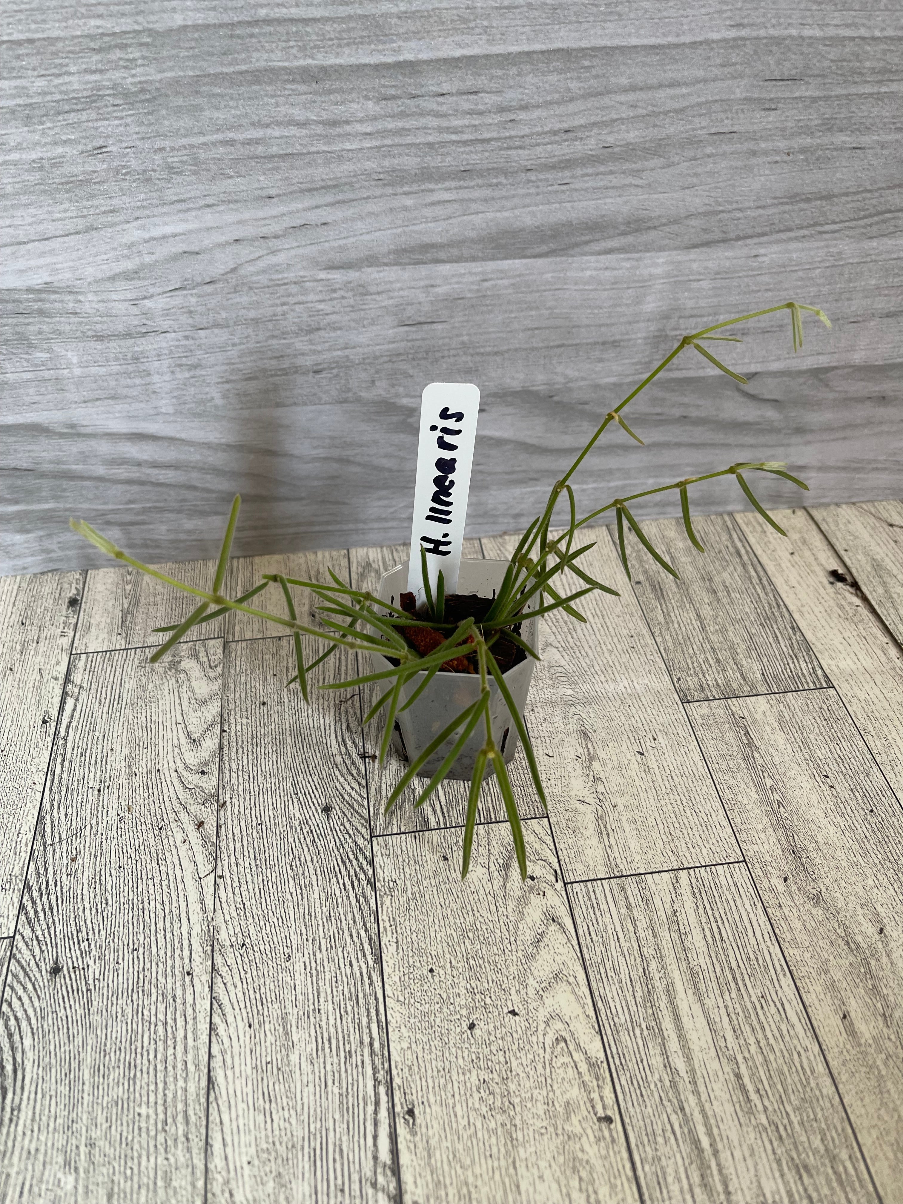 *Cuttings* Hoya linearis
