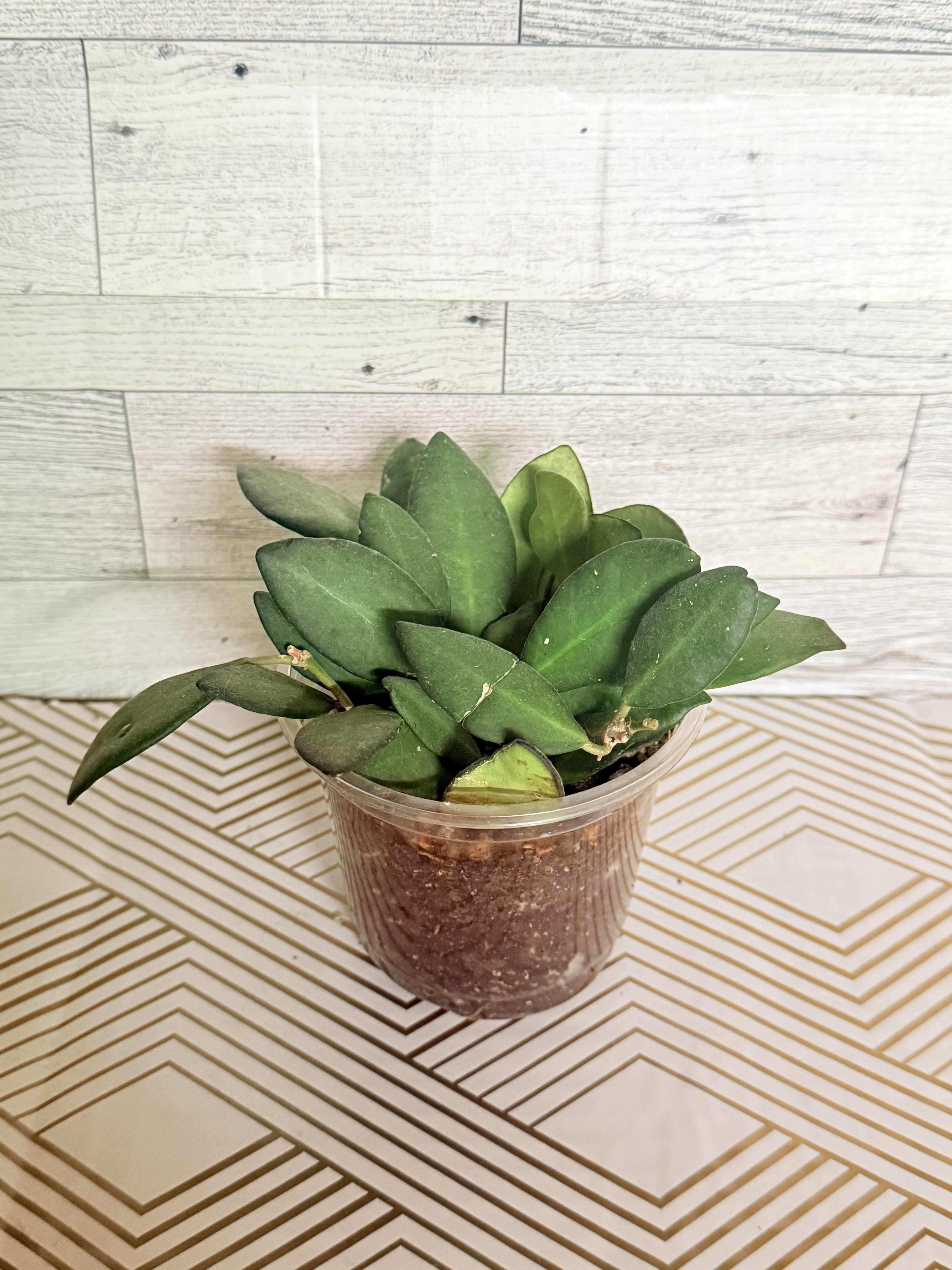Hoya Burtoniae 4”