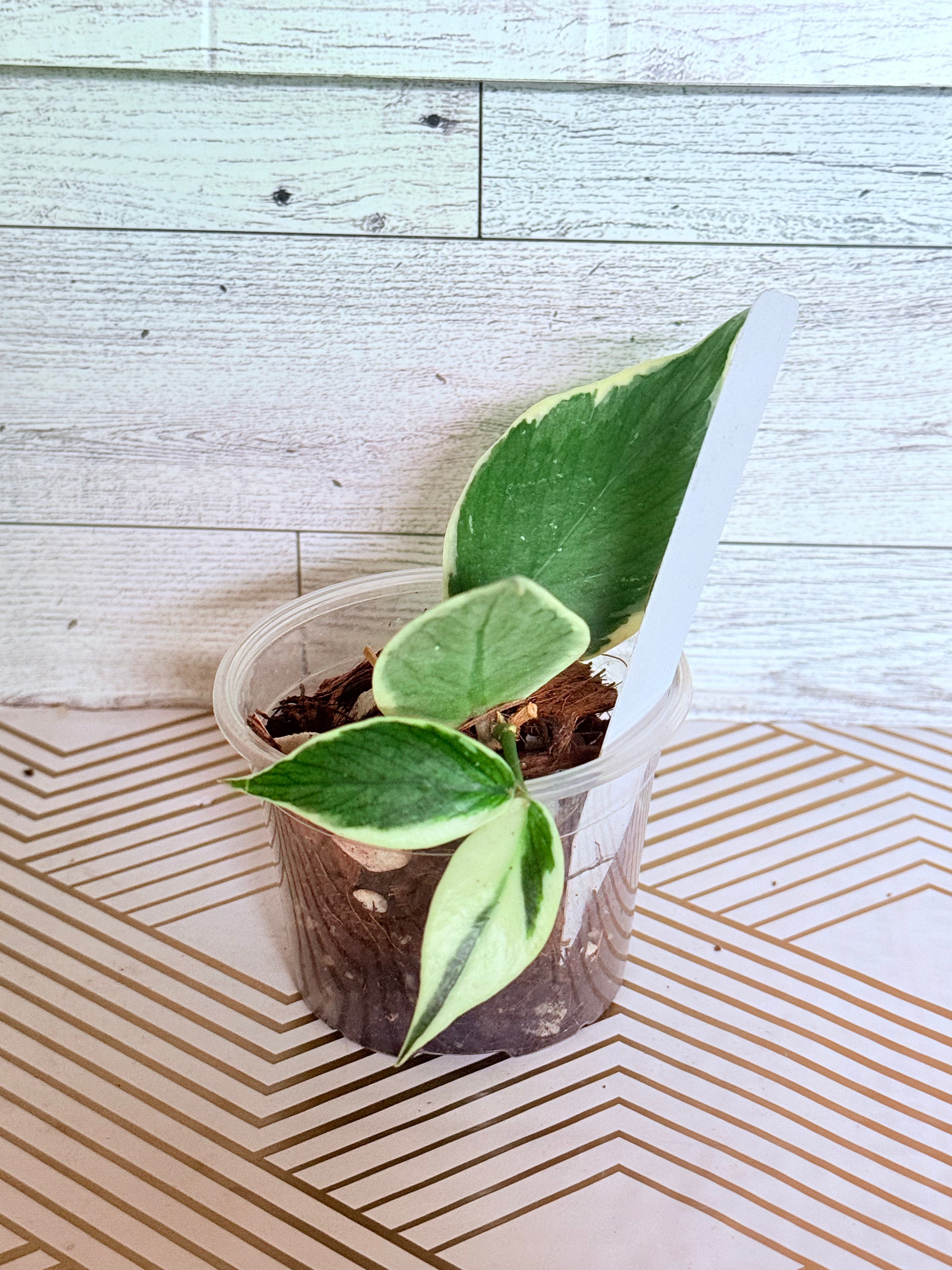 Hoya polyneura variegated