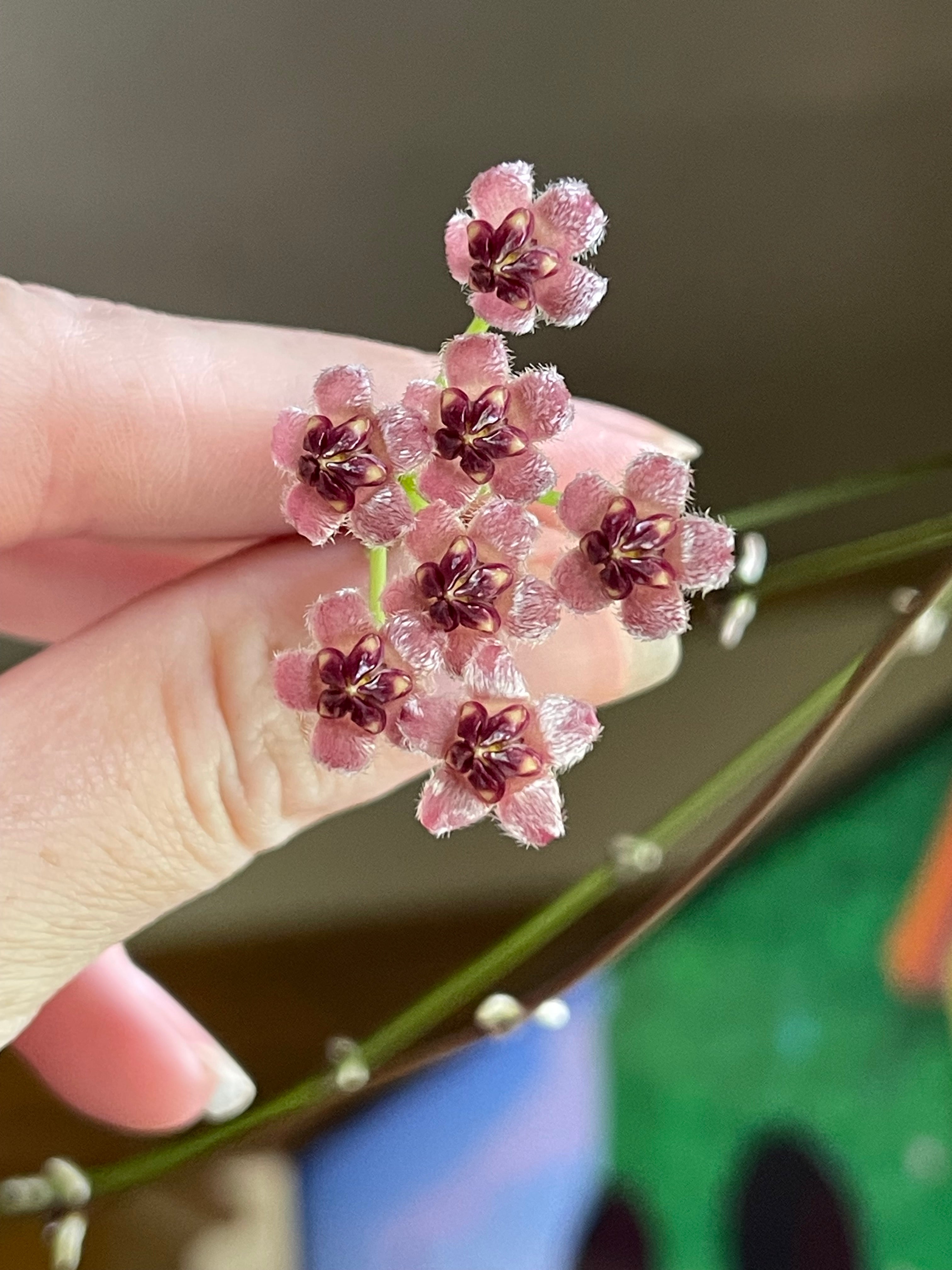 Hoya wayetii