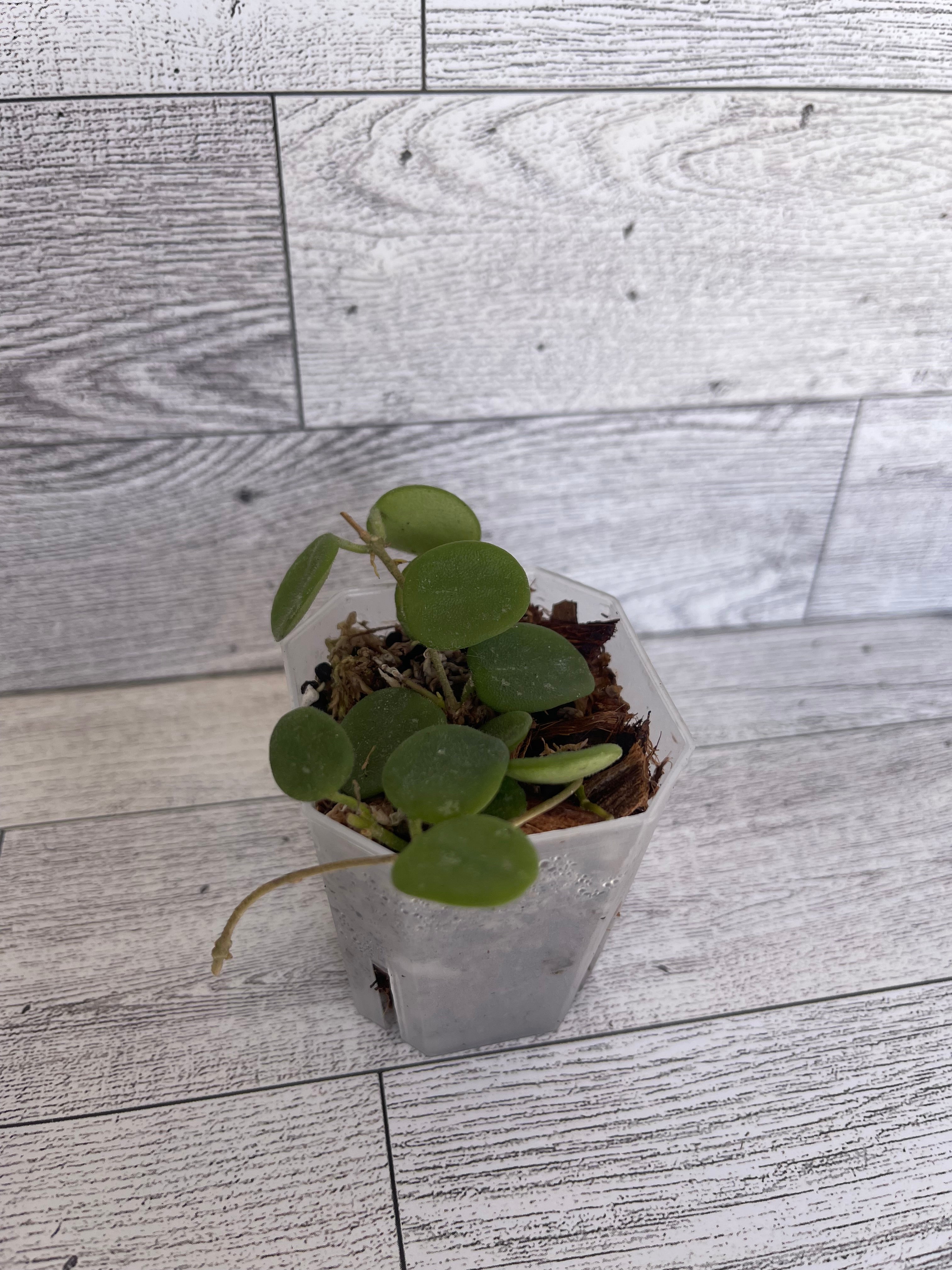 Hoya Serpens