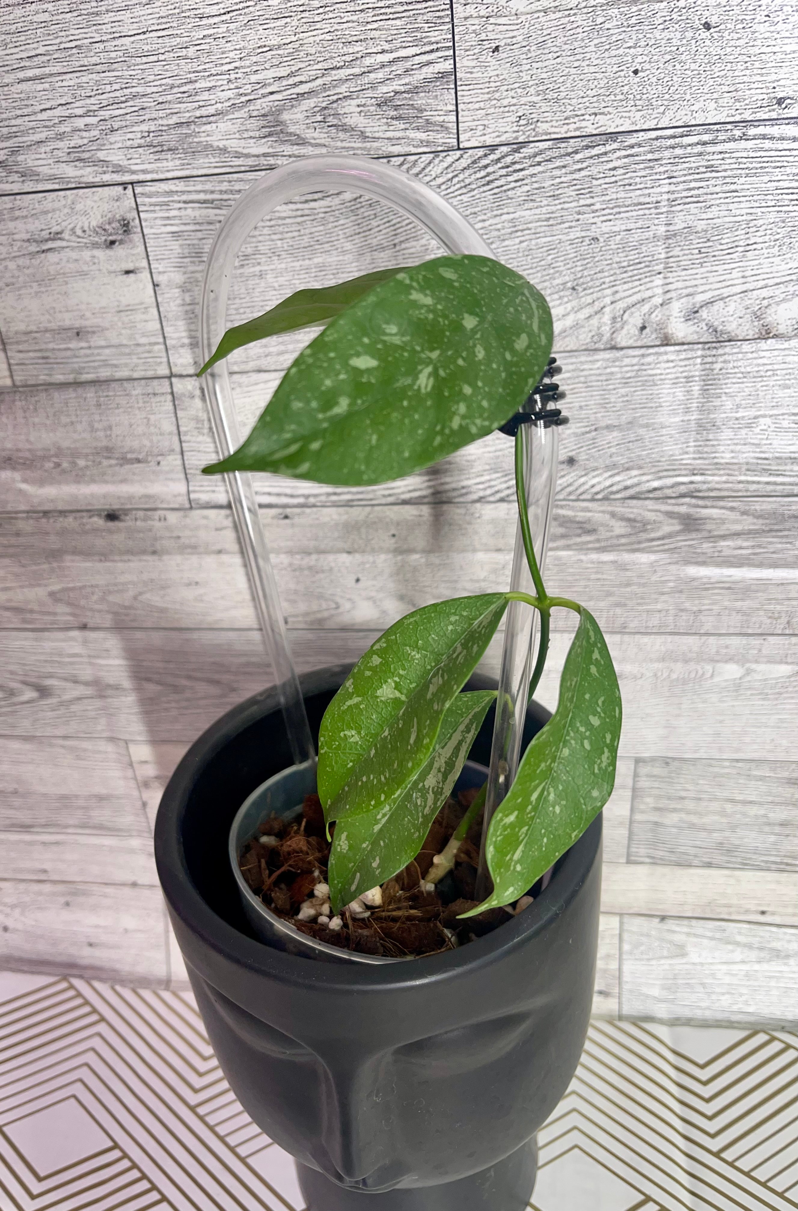 *super uncommon* Hoya cystiantha splash