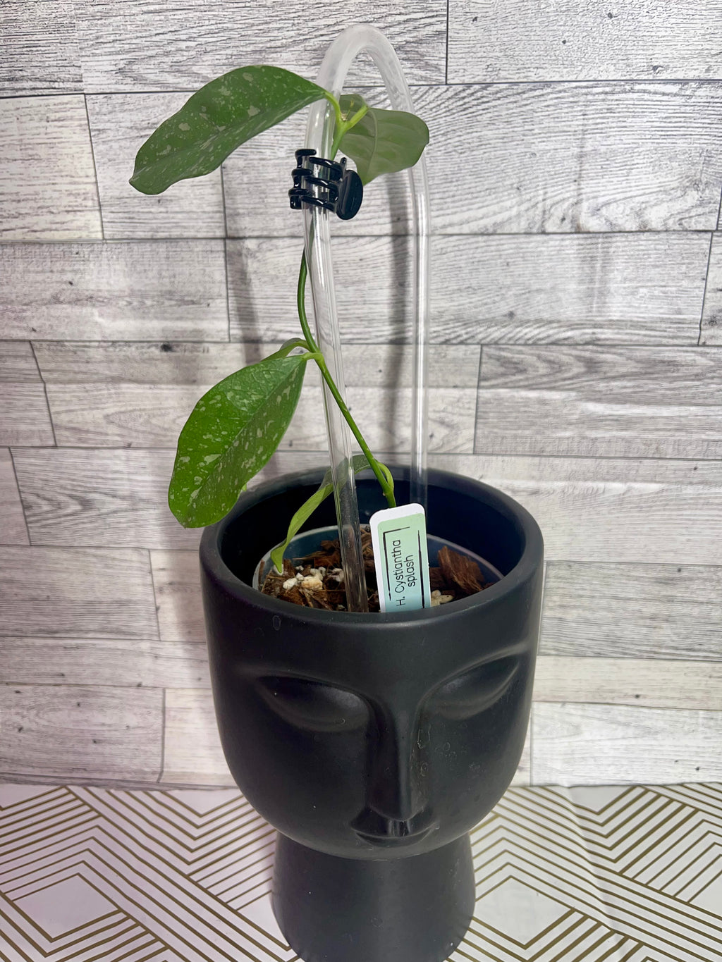 *super uncommon* Hoya cystiantha splash