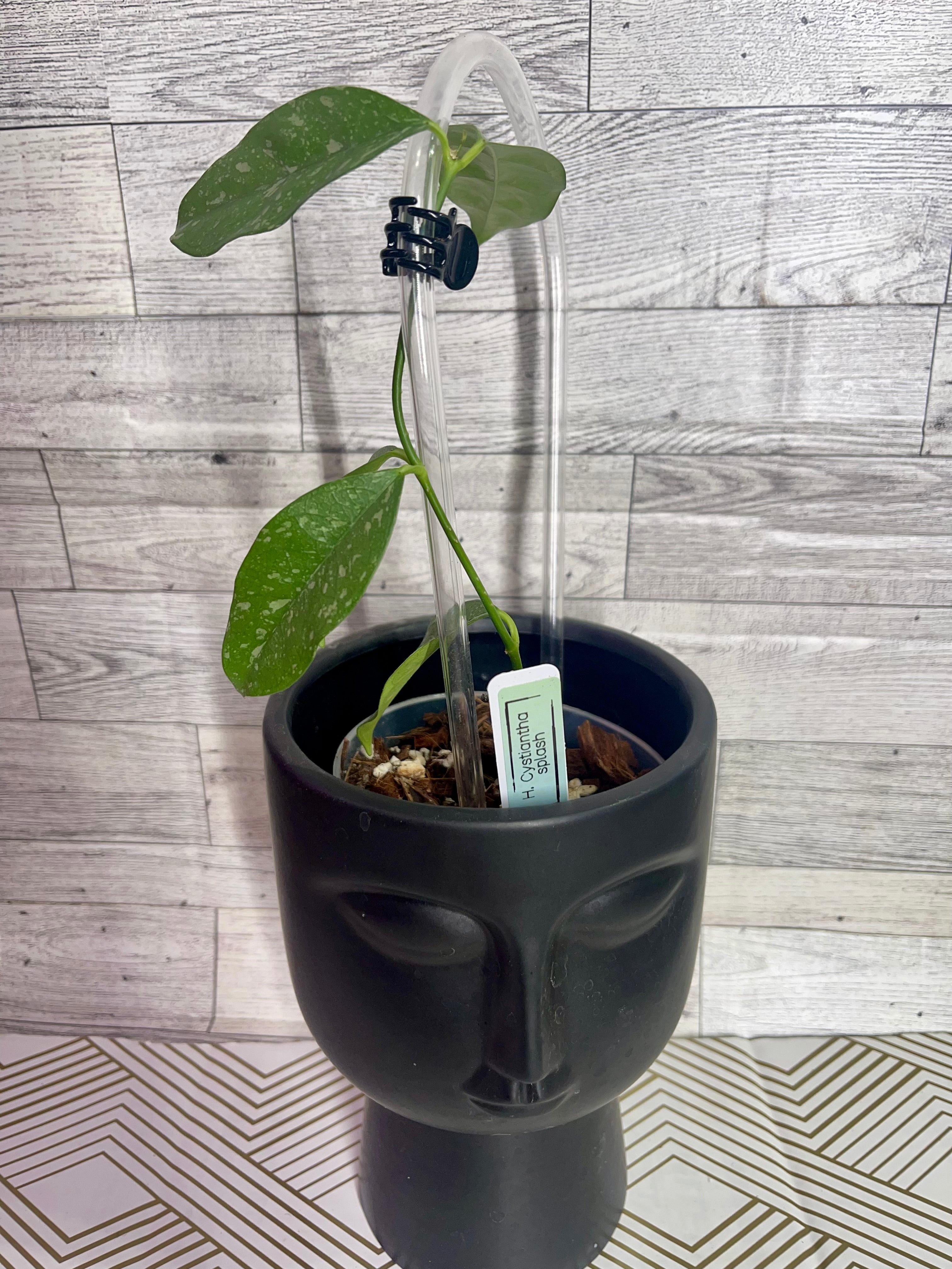 *super uncommon* Hoya cystiantha splash