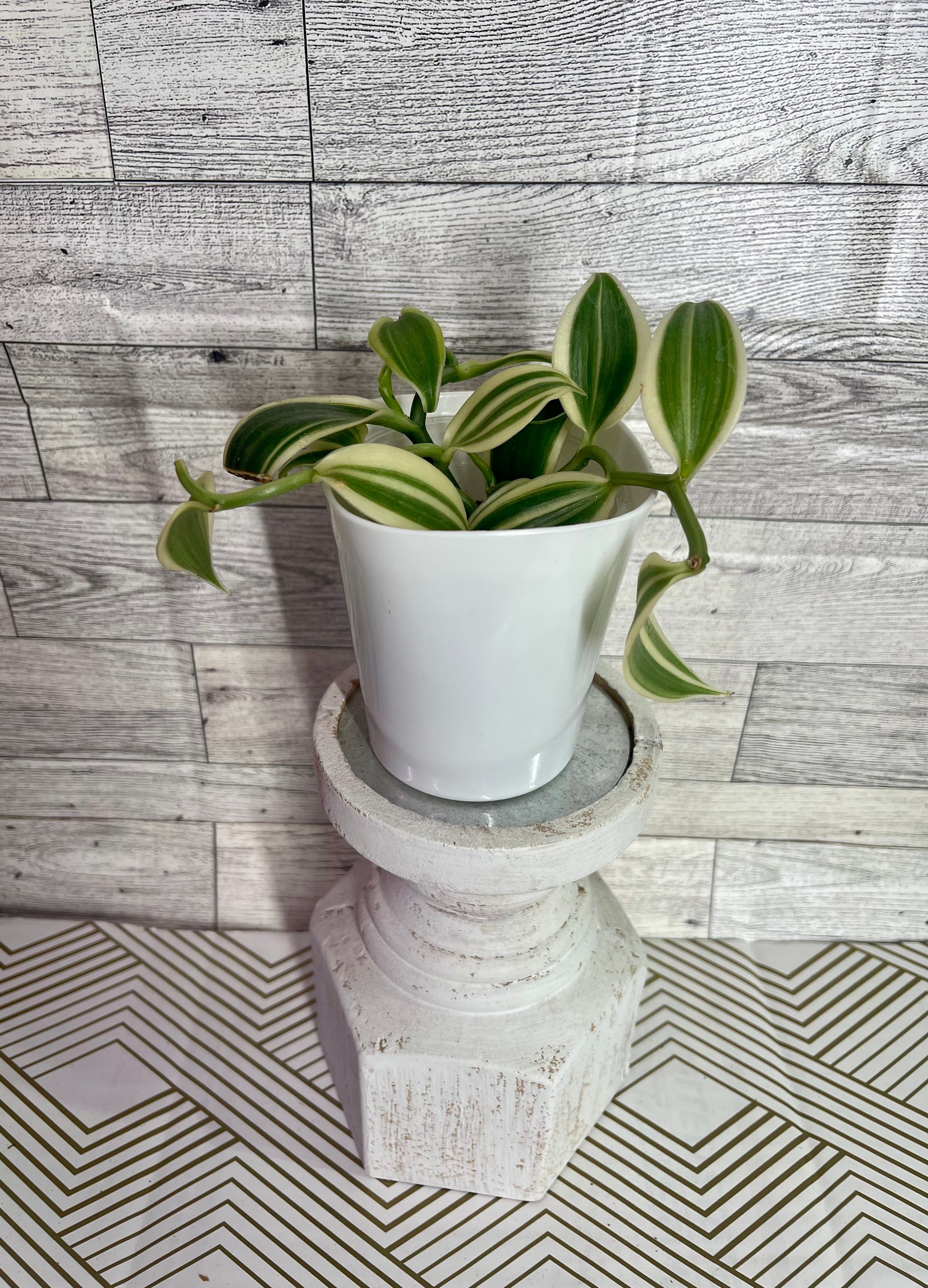 Albo Vanilla Planifolia Variegated Orchid
