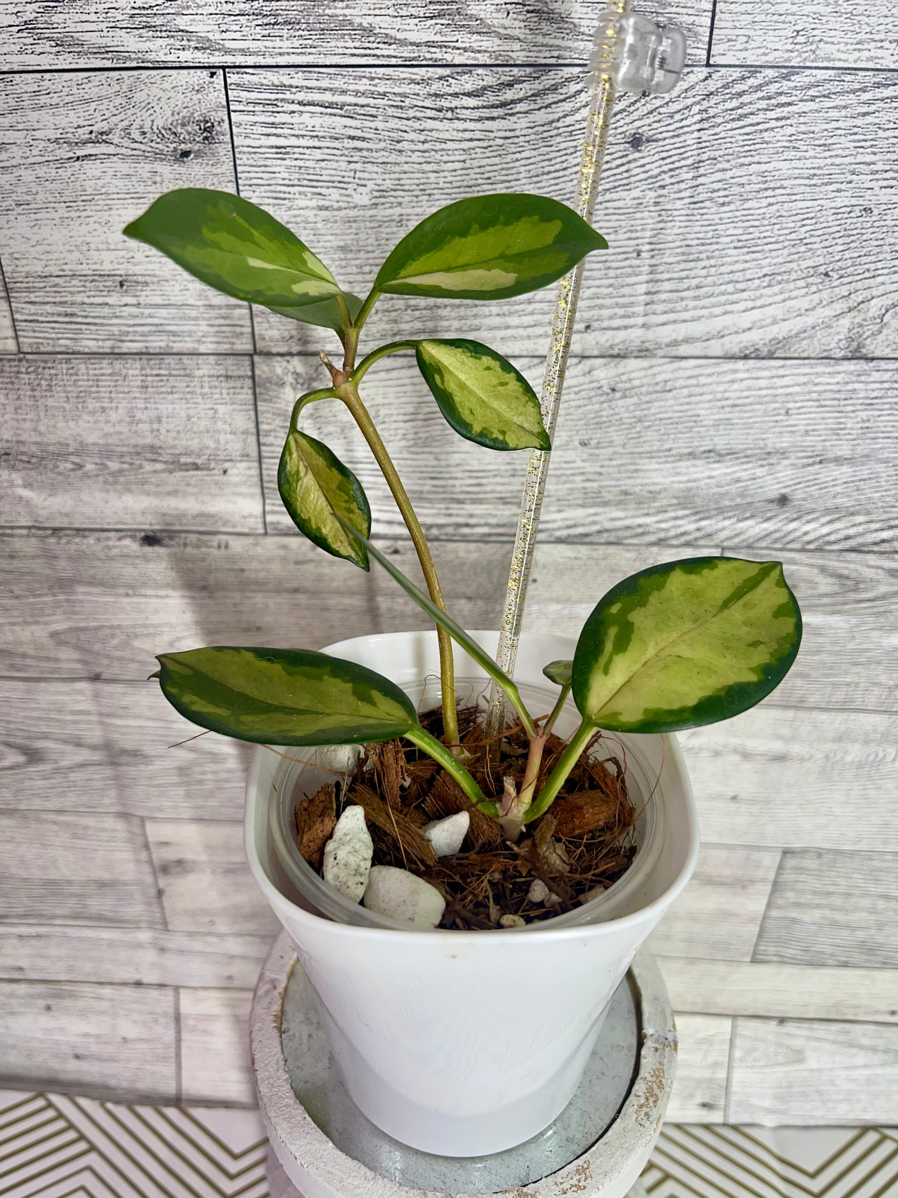 Hoya Australis Lisa