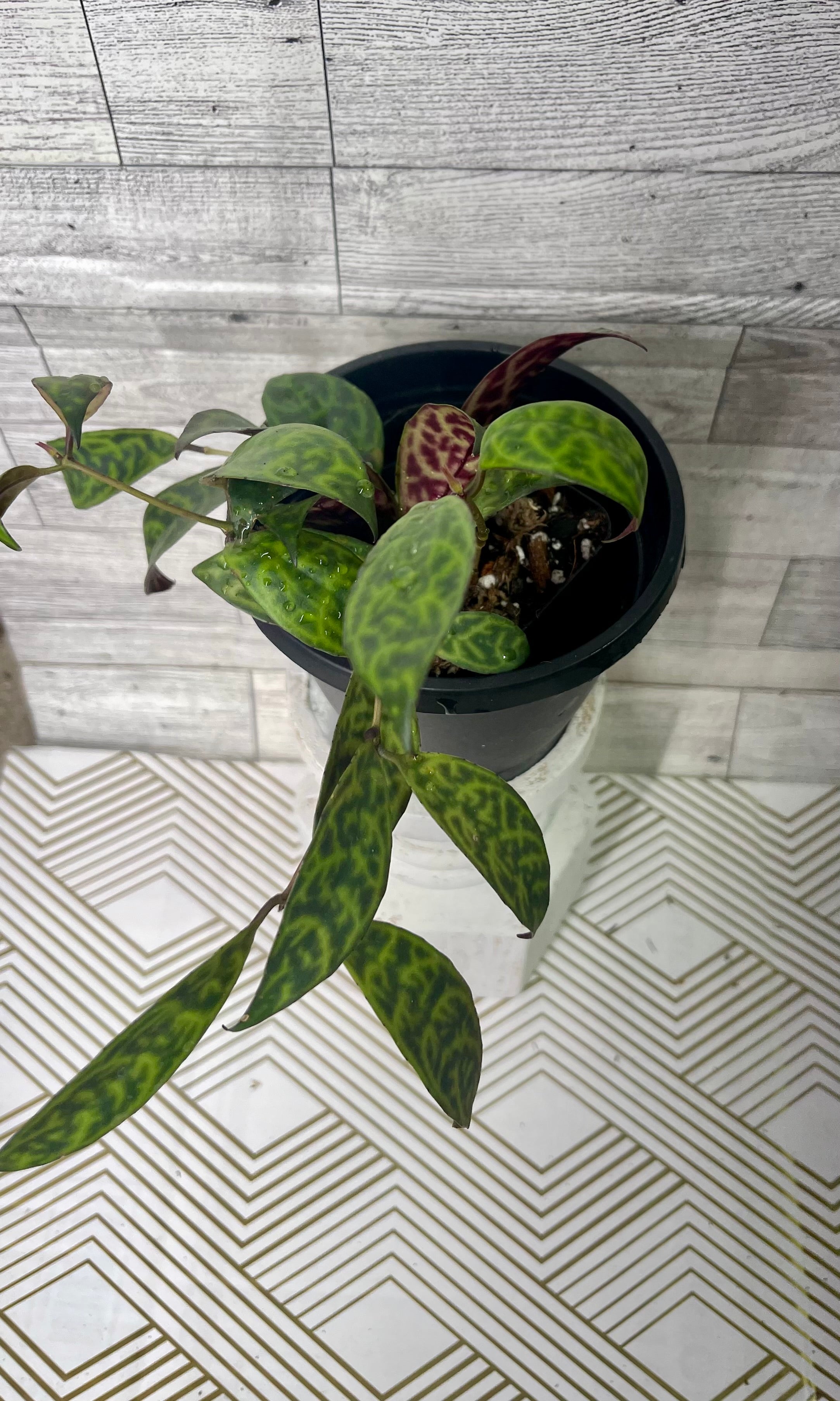 Black Pagoda Lipstick Plant